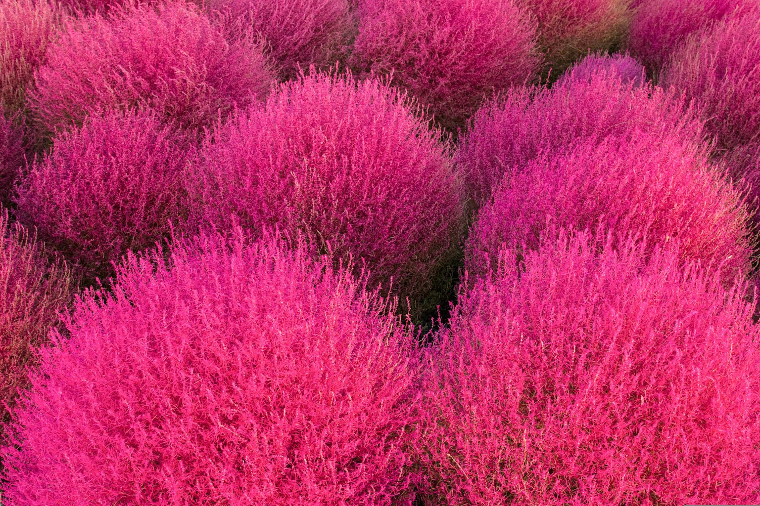 Regroupement vibrant de plantes Kochia roses dans un paysage