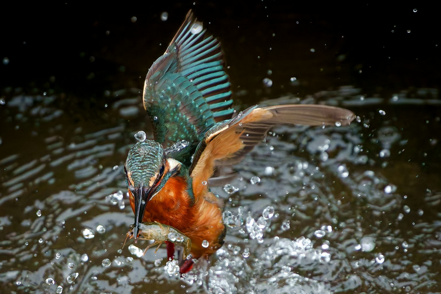 Một con chim bói cá bay lượn với bộ lông rực rỡ và nước văng lên