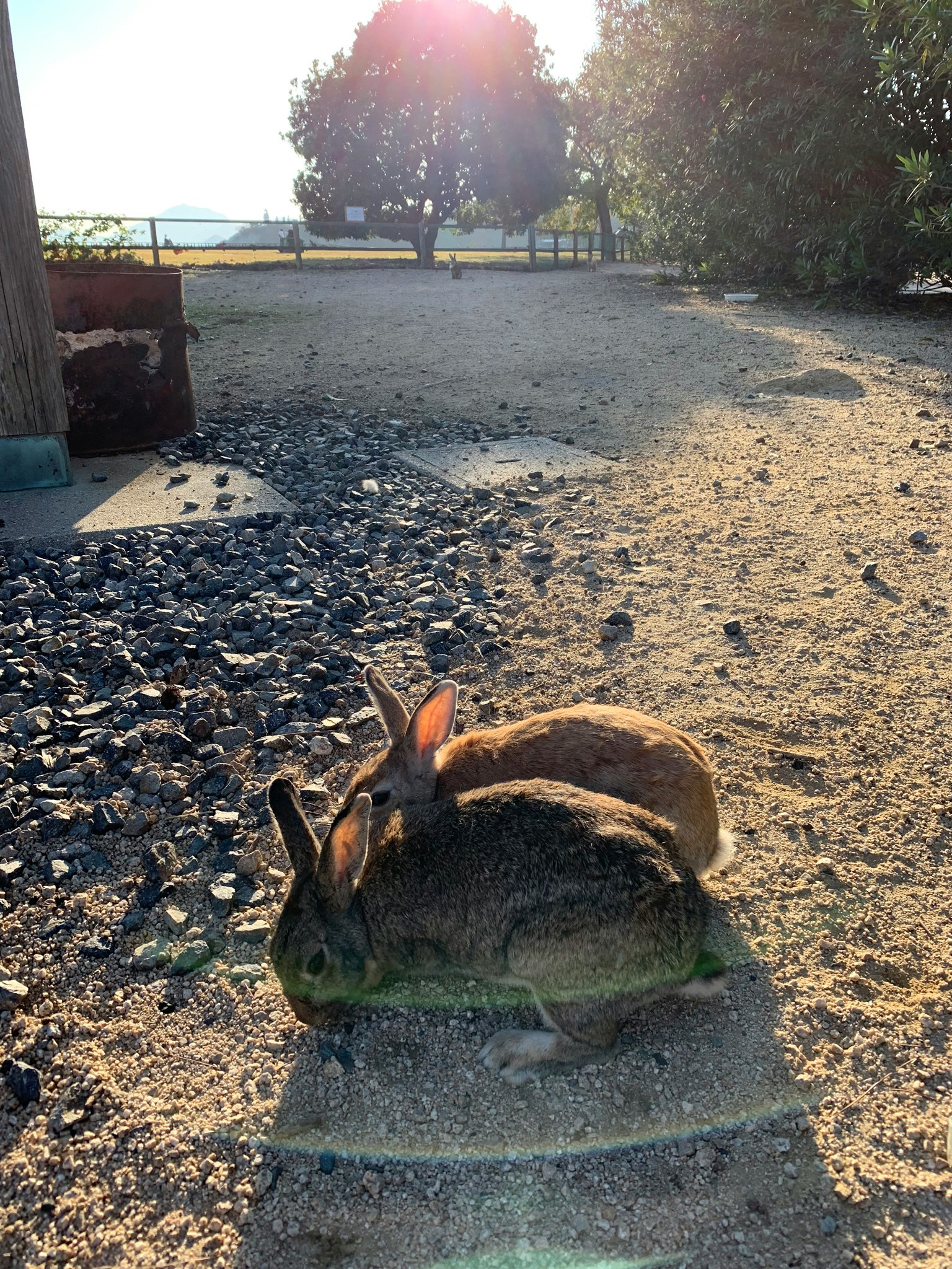 Two rabbits on sand under sunlight