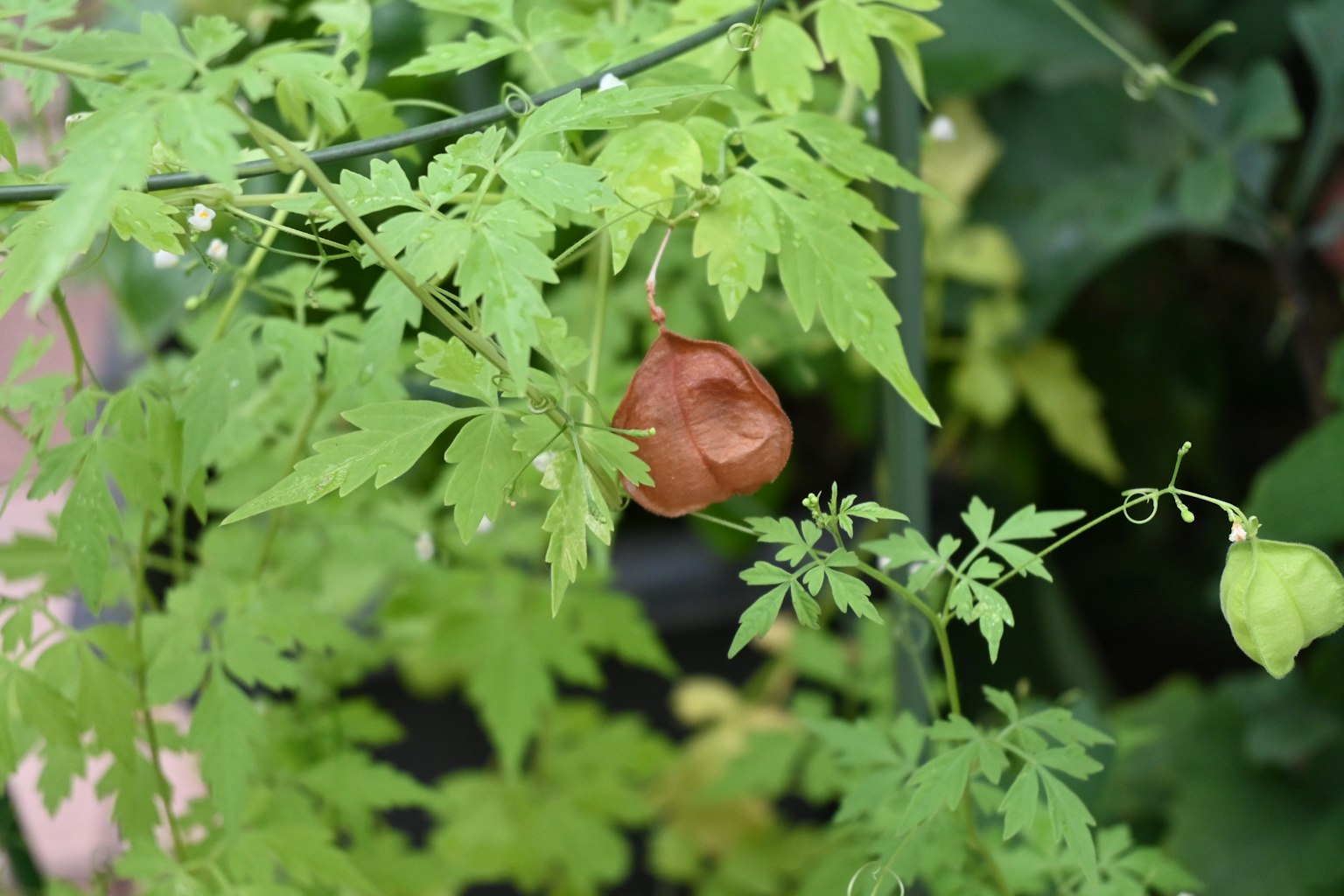 Image of a plant with green leaves surrounding a brown fruit