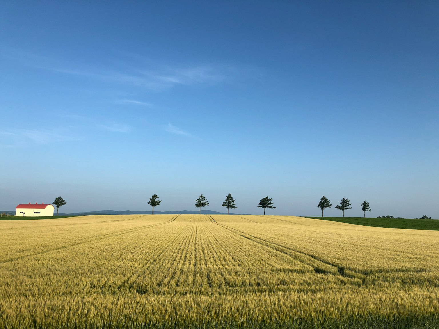 Campo di grano dorato sotto un cielo azzurro con una piccola casetta bianca
