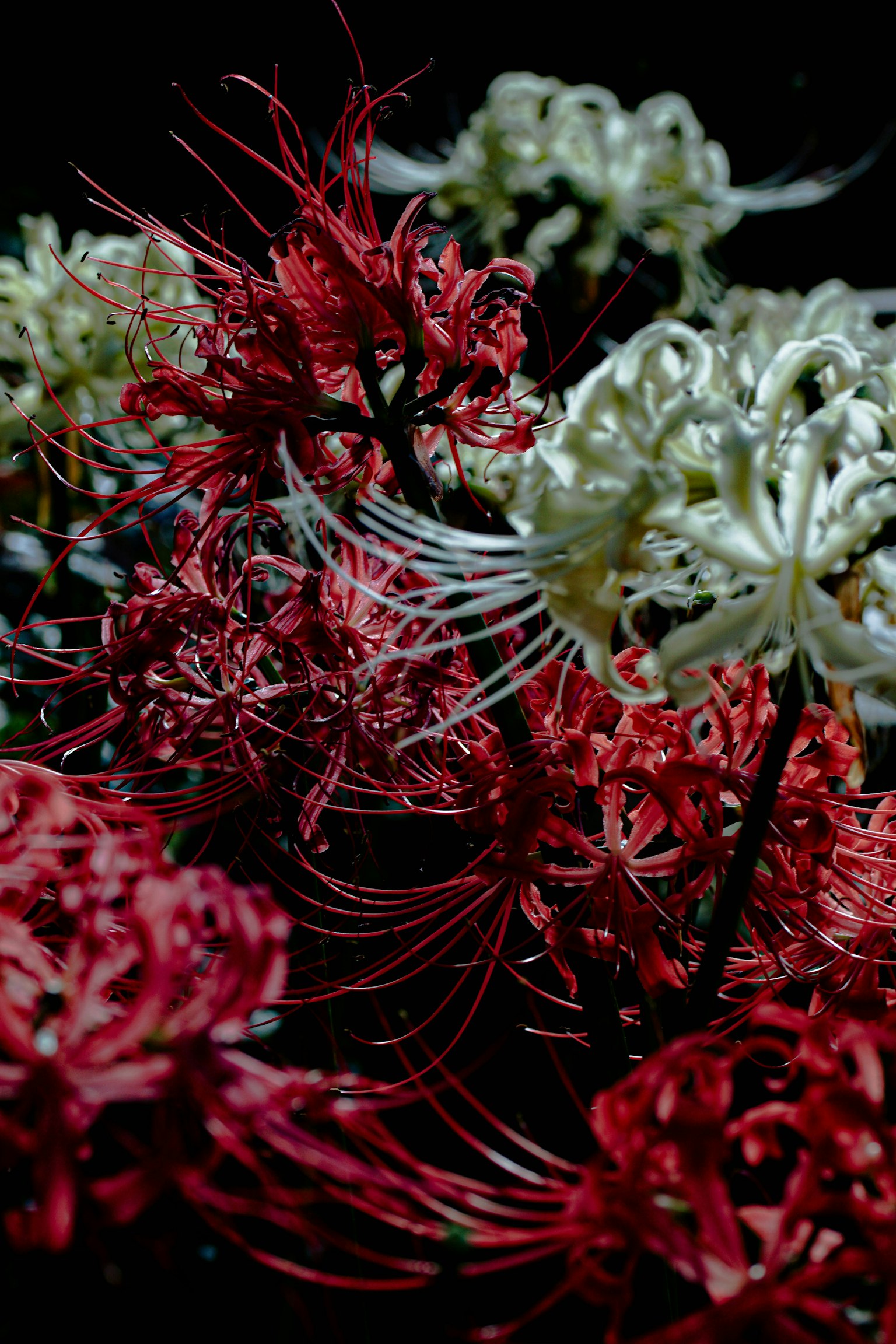 赤と白の彼岸花が暗い背景に映える美しい画像
