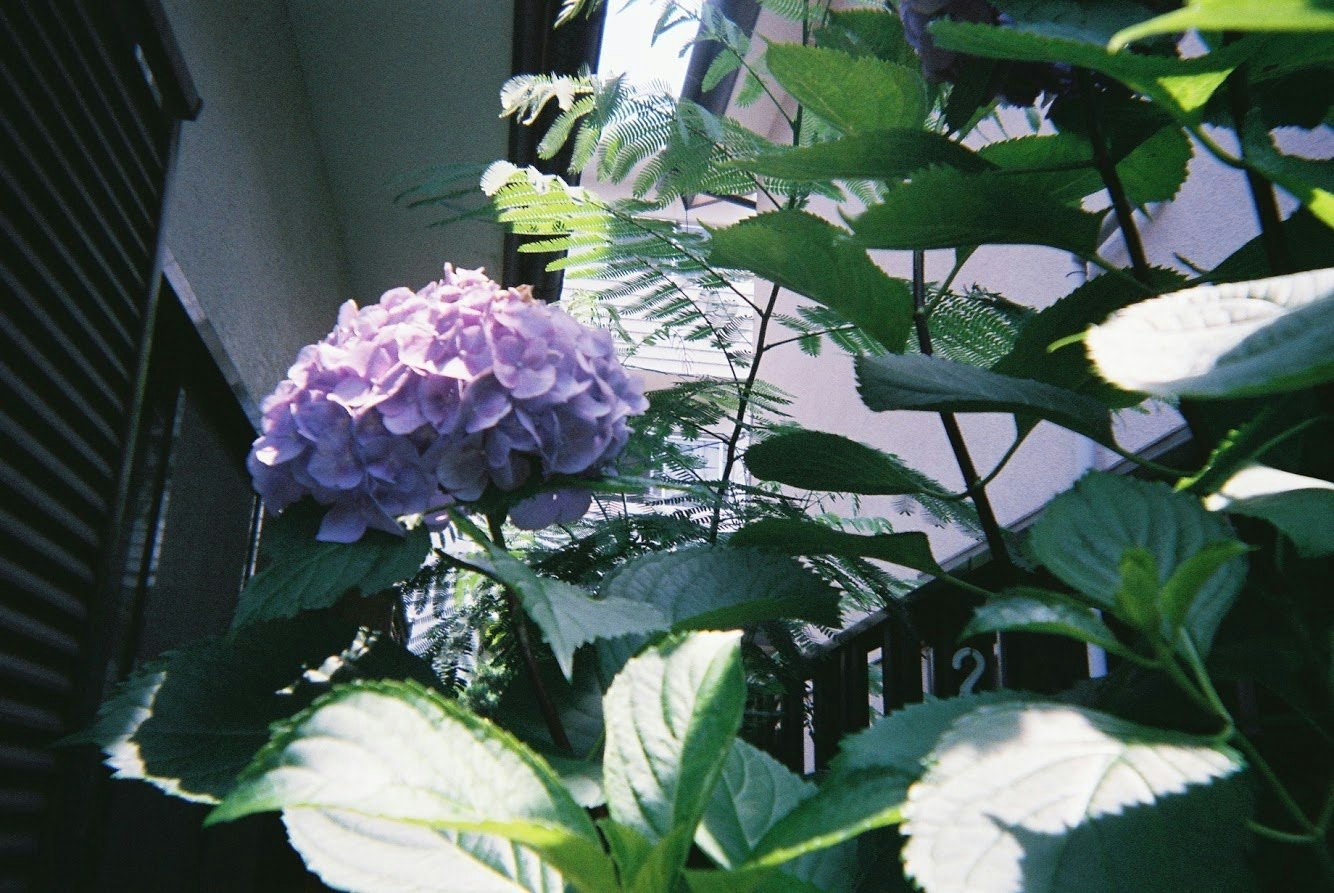 Flores de hortensia y hojas junto a una ventana, escena interior