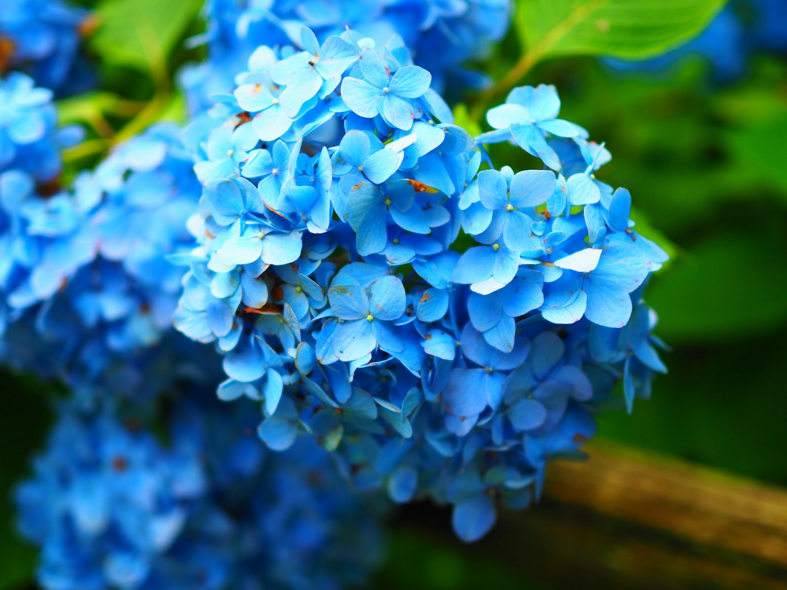 Bunga hortensia biru yang indah sedang mekar