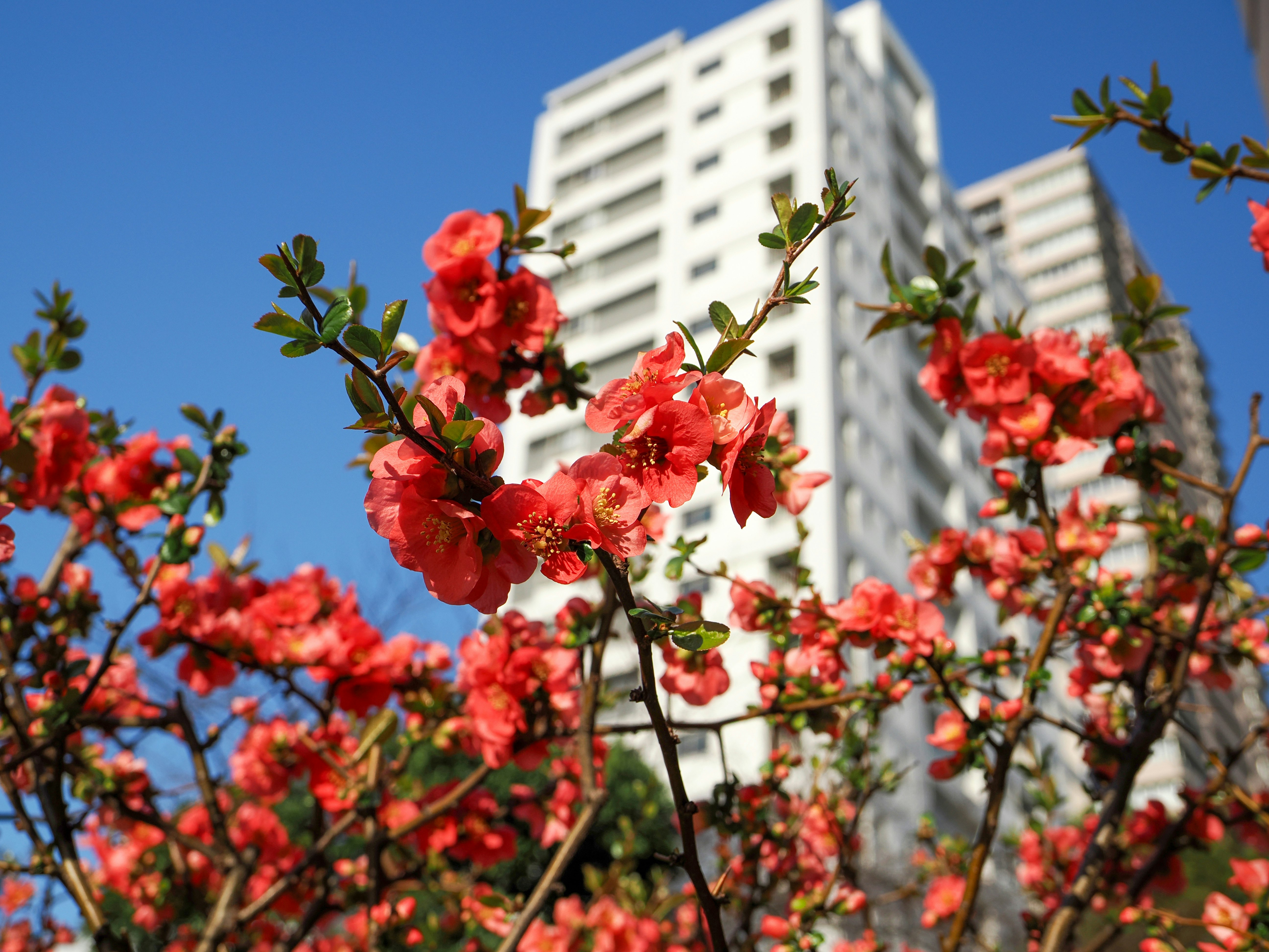 赤い花が咲く街路樹と高層マンションの背景