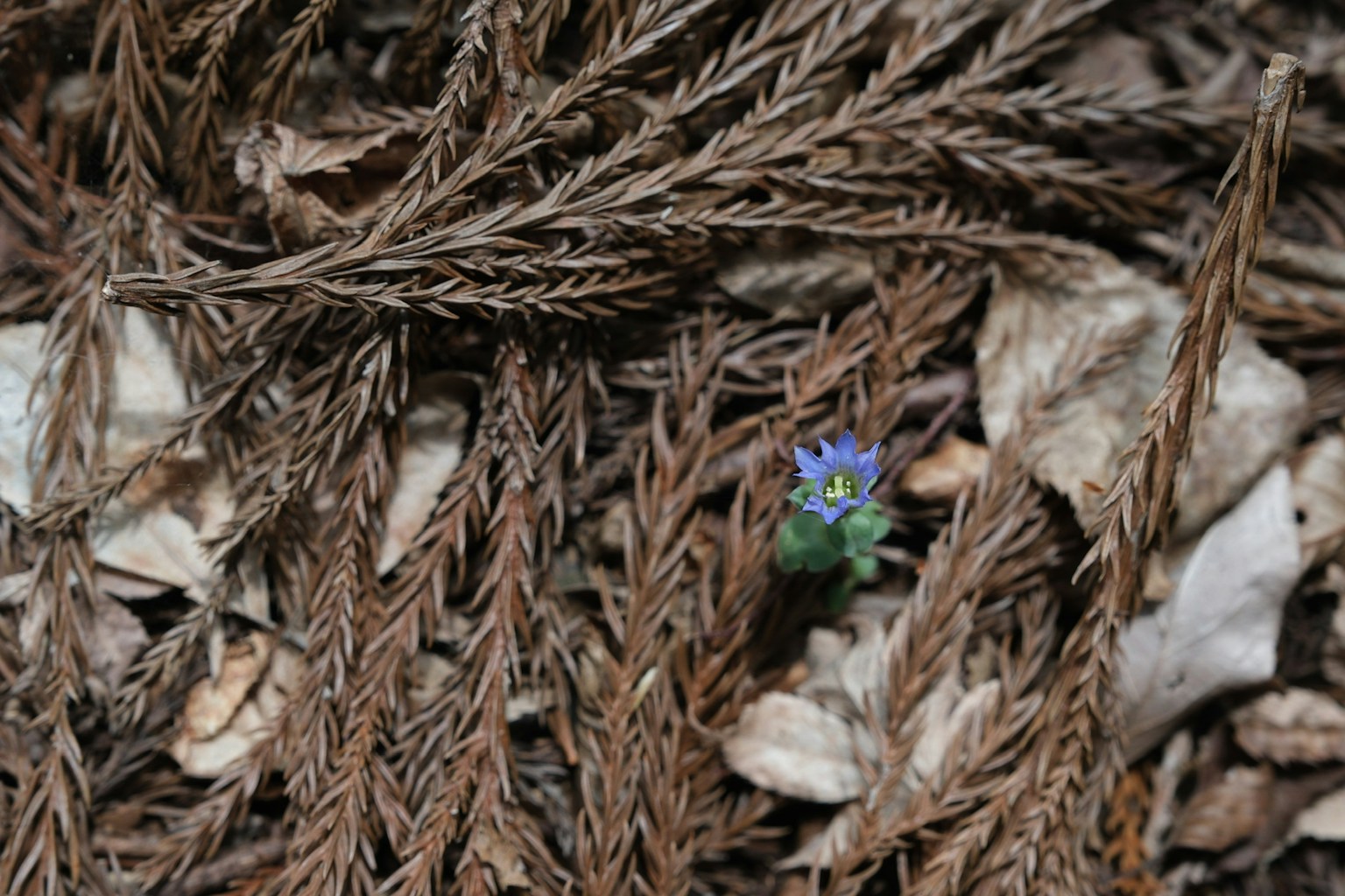 A small blue flower among brown leaves in a natural setting