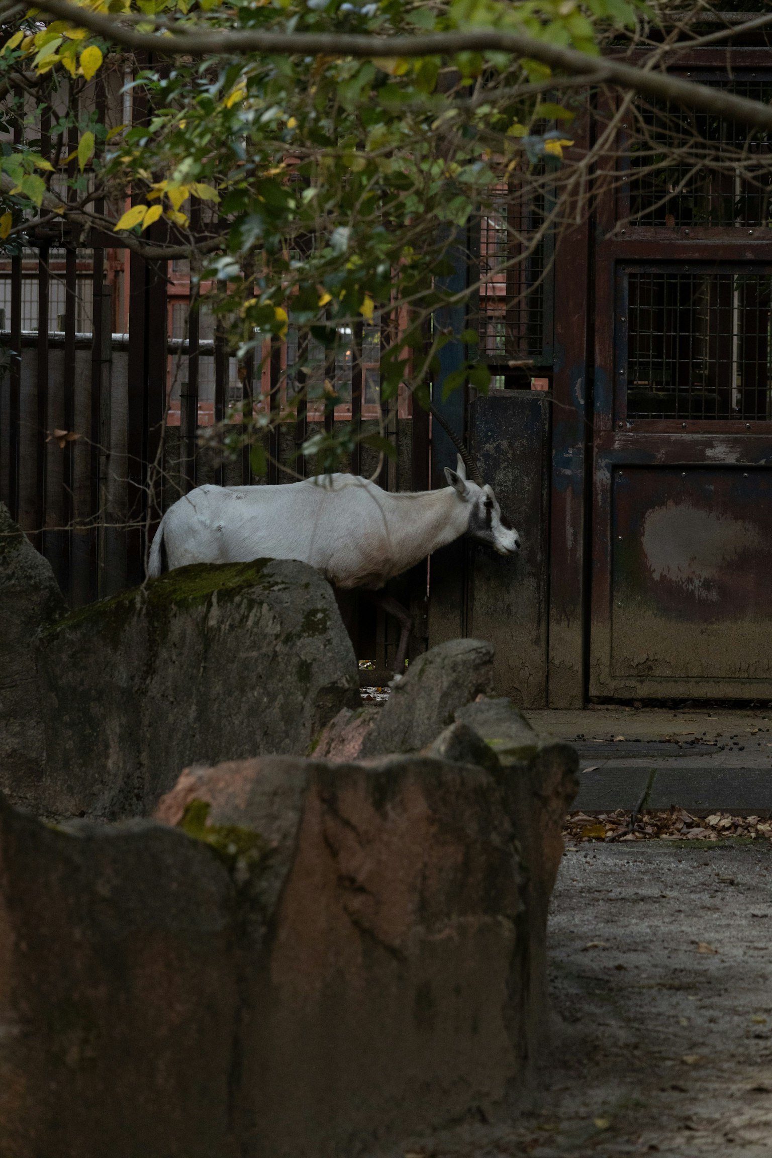 Seekor kambing putih berdiri di dekat kandang dengan batu dan dedaunan
