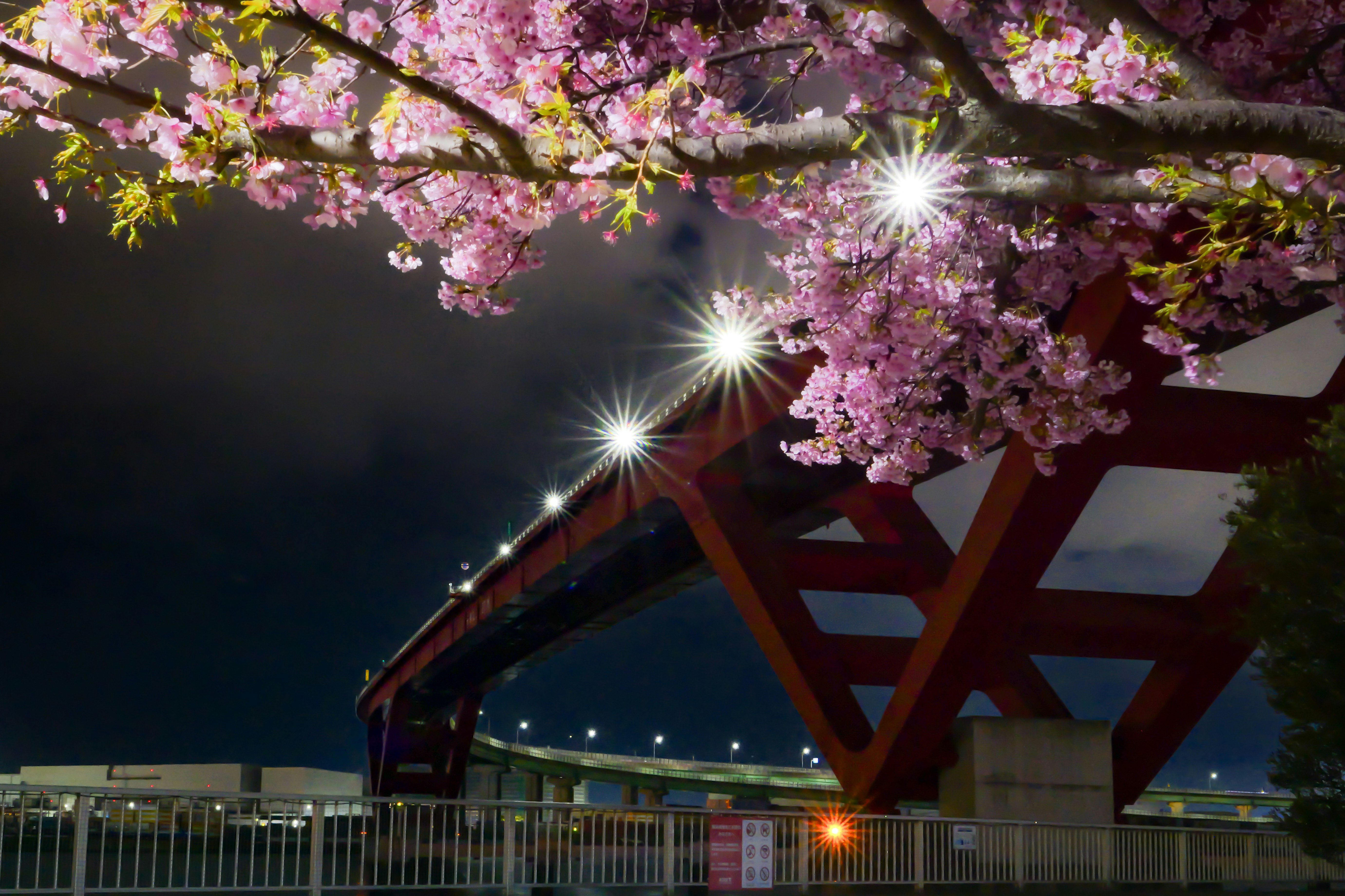夜の河津桜が咲く神戸・灘浜緑地の桜並木とライトアップ