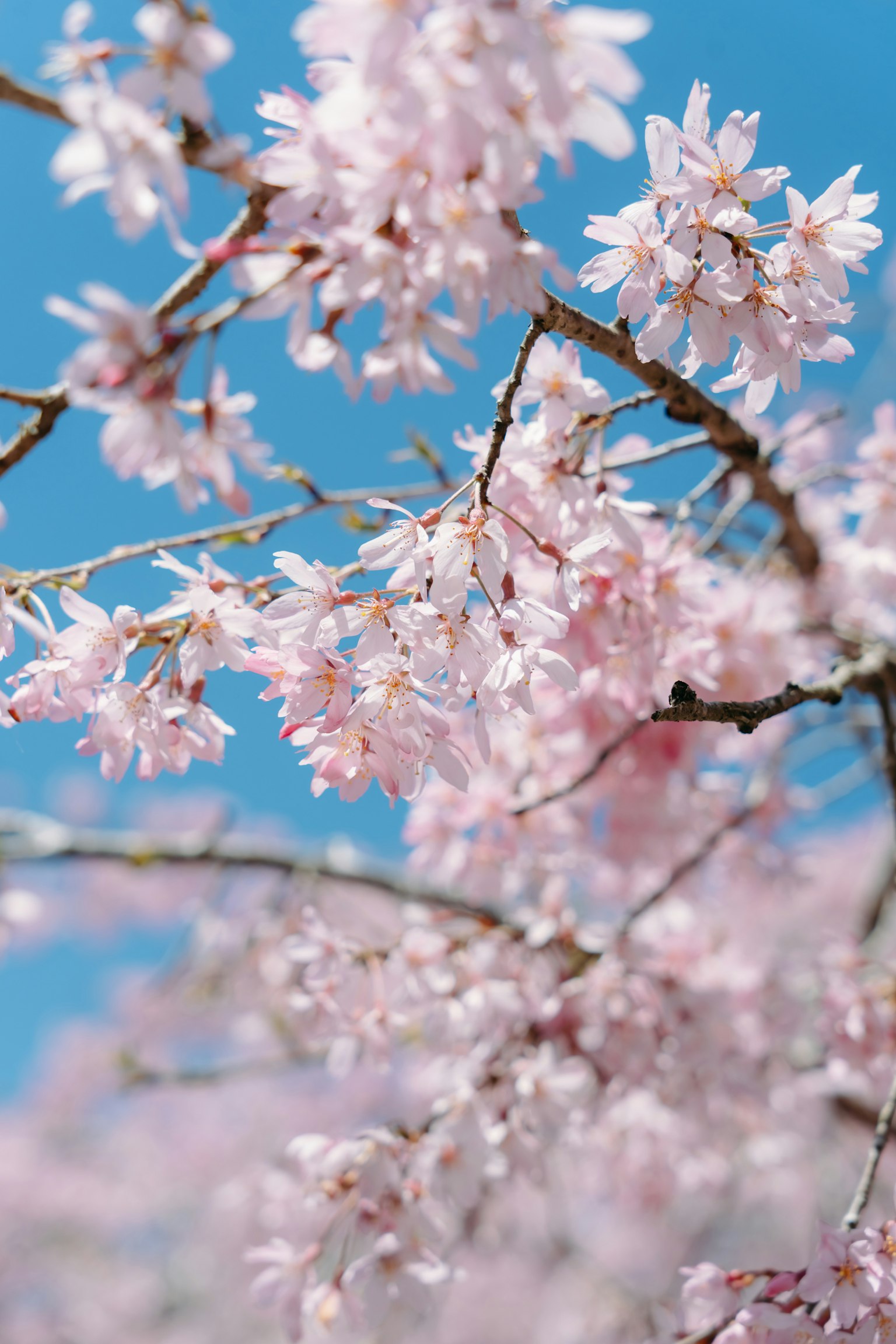Magnifiques fleurs de cerisier contre un ciel bleu au printemps