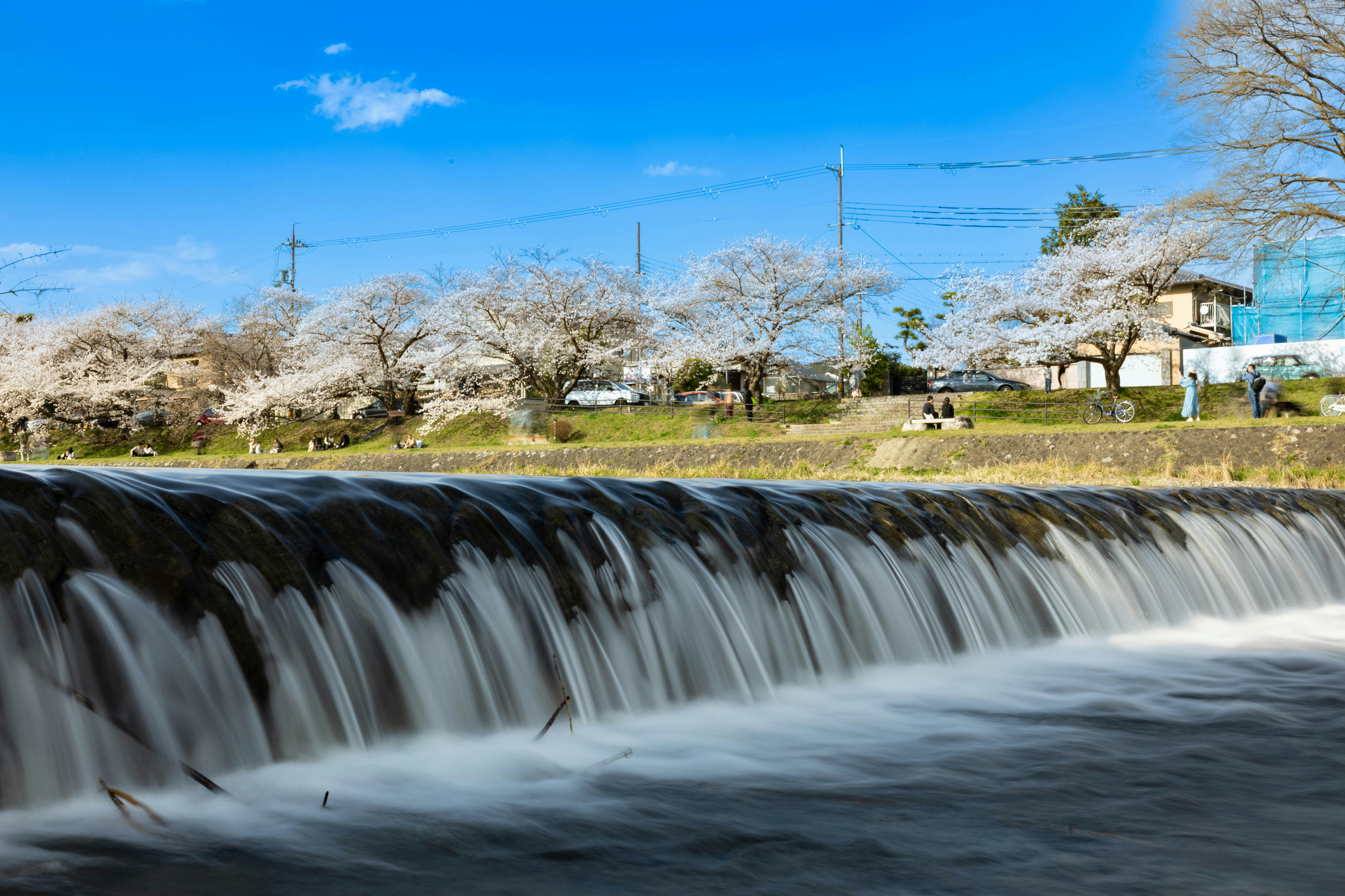 小川を流れる小さな滝と桜の並木のある田園風景