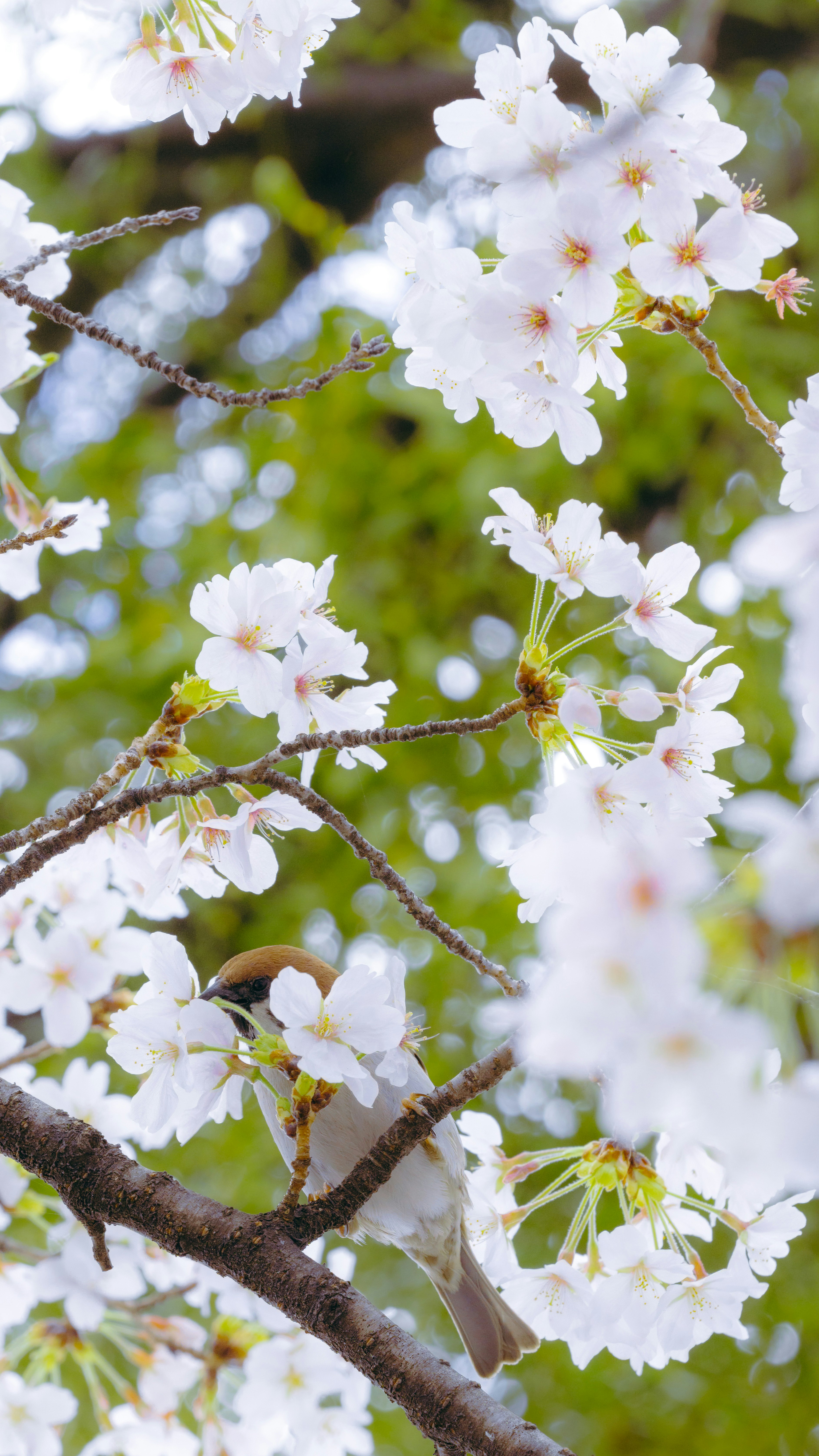 Close-up of cherry blossoms on tree branches