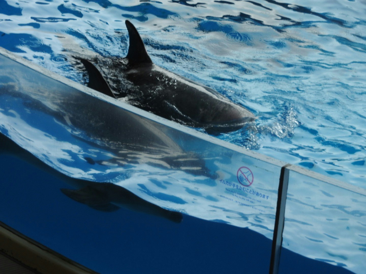 イルカが泳ぐ海中の水面近くの様子