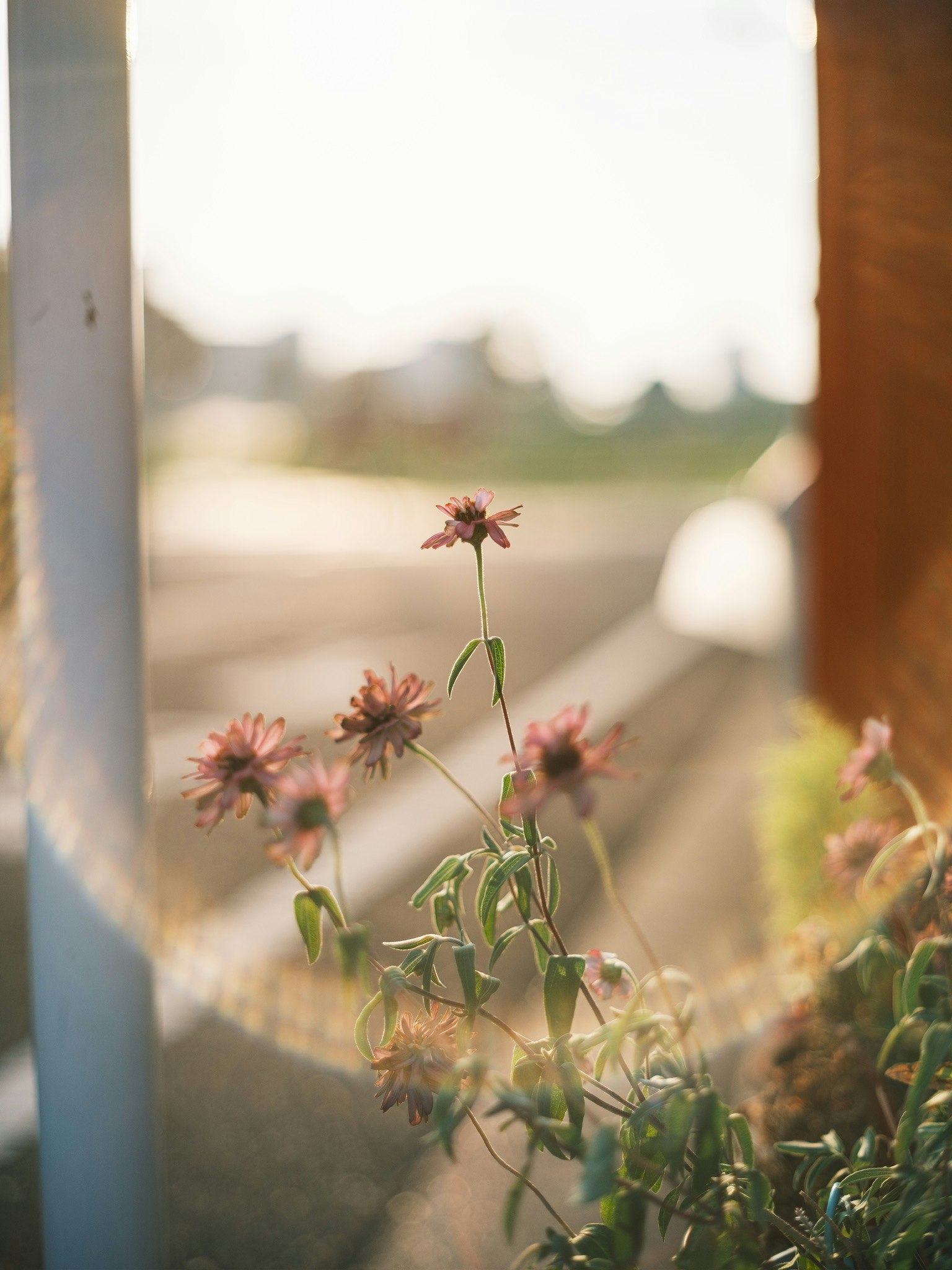 窓辺に咲くピンクの花と柔らかな背景ボケ