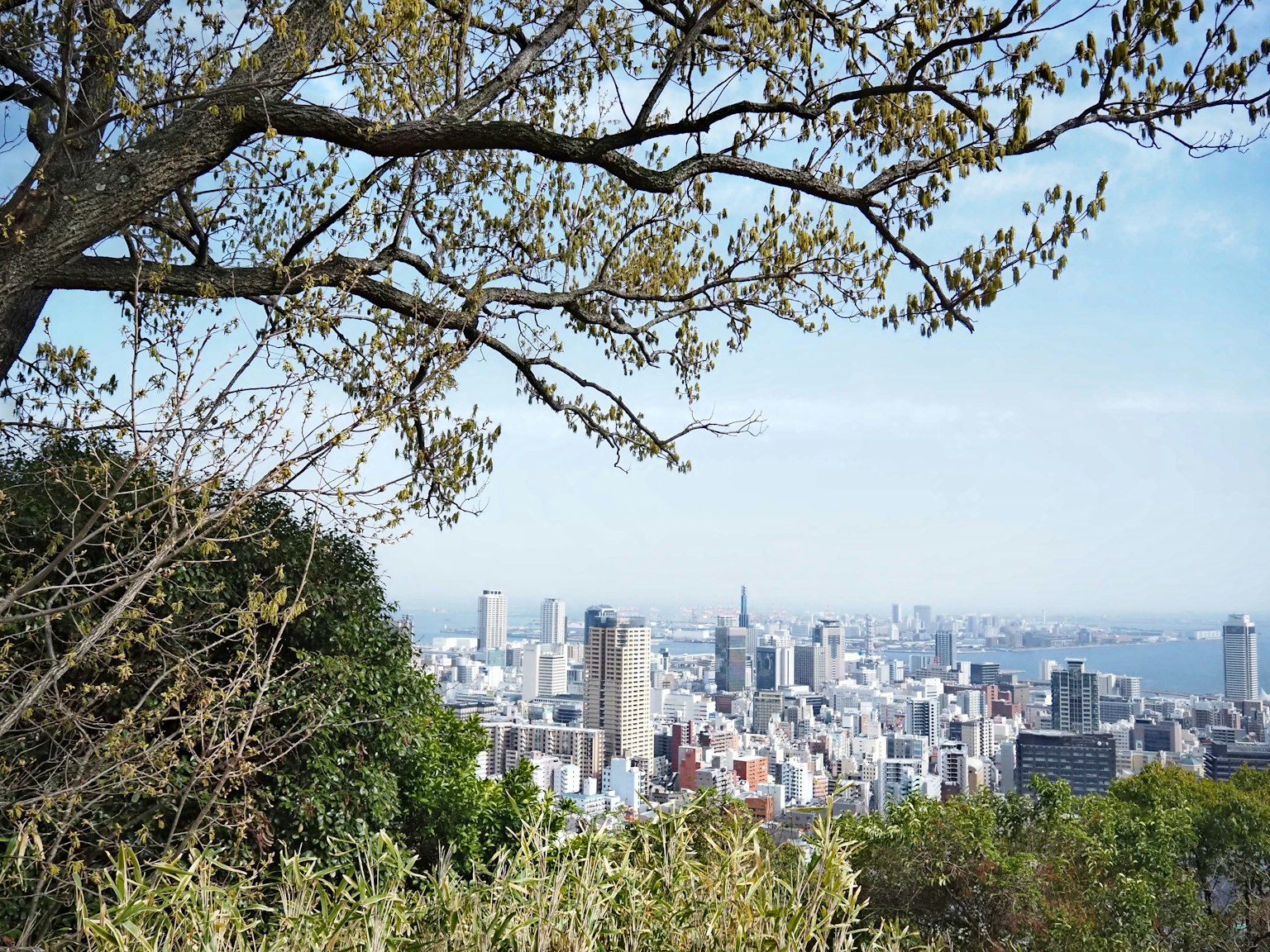 藍天下的城市天際線和樹枝