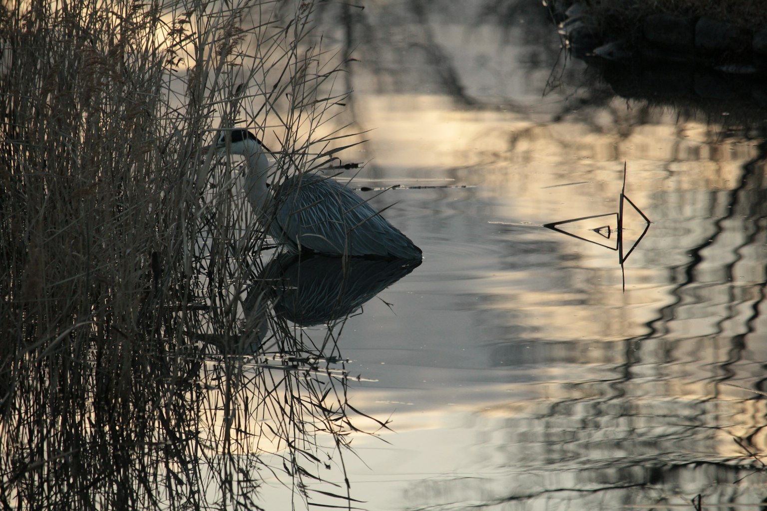Silueta de una garza de pie junto al agua con reflejos tranquilos en la superficie