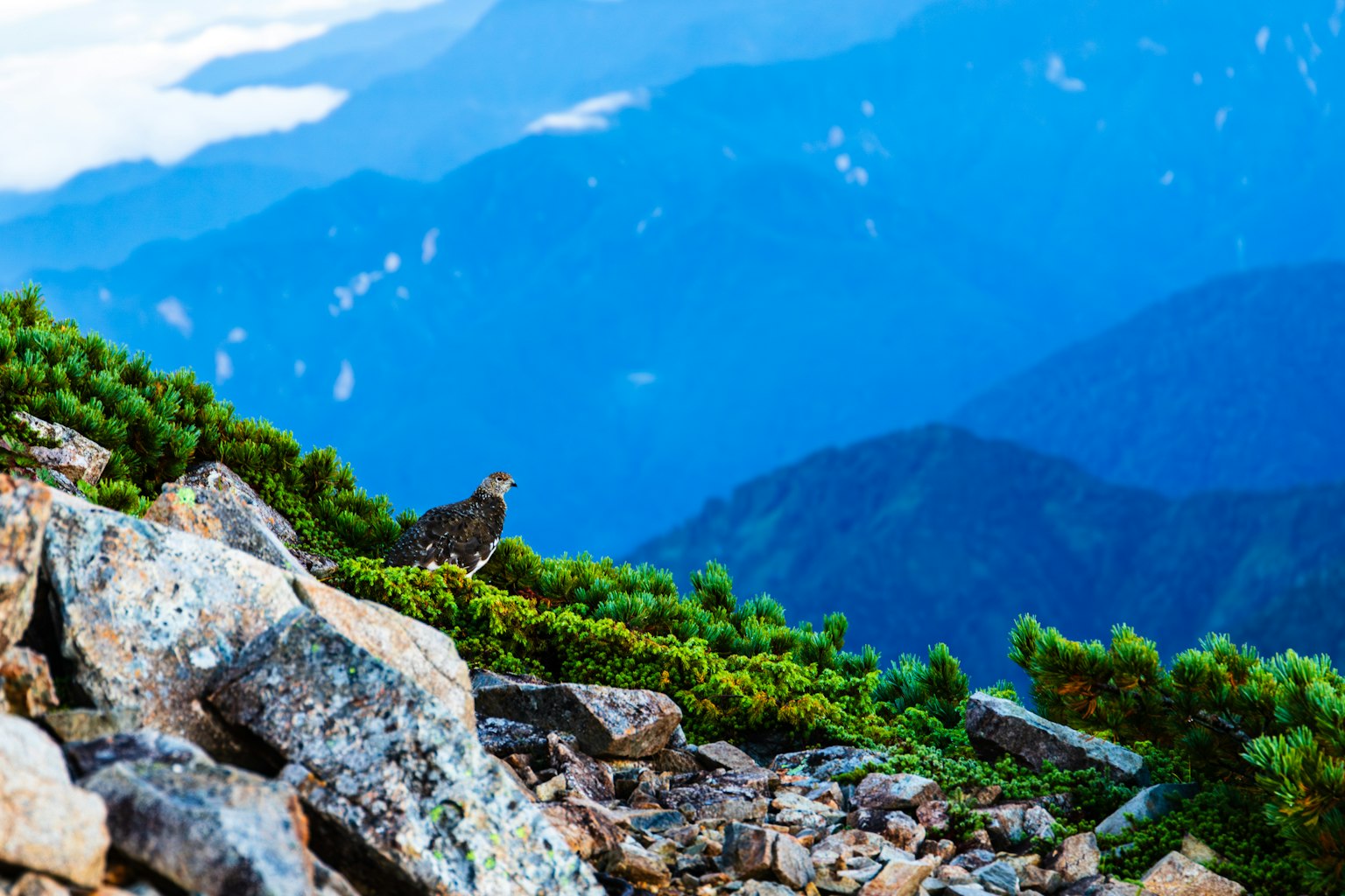 Vista escénica de montañas azules con rocas y vegetación verde