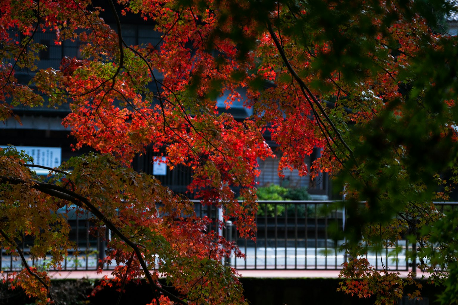 鮮豔的紅色樹葉與背景建築