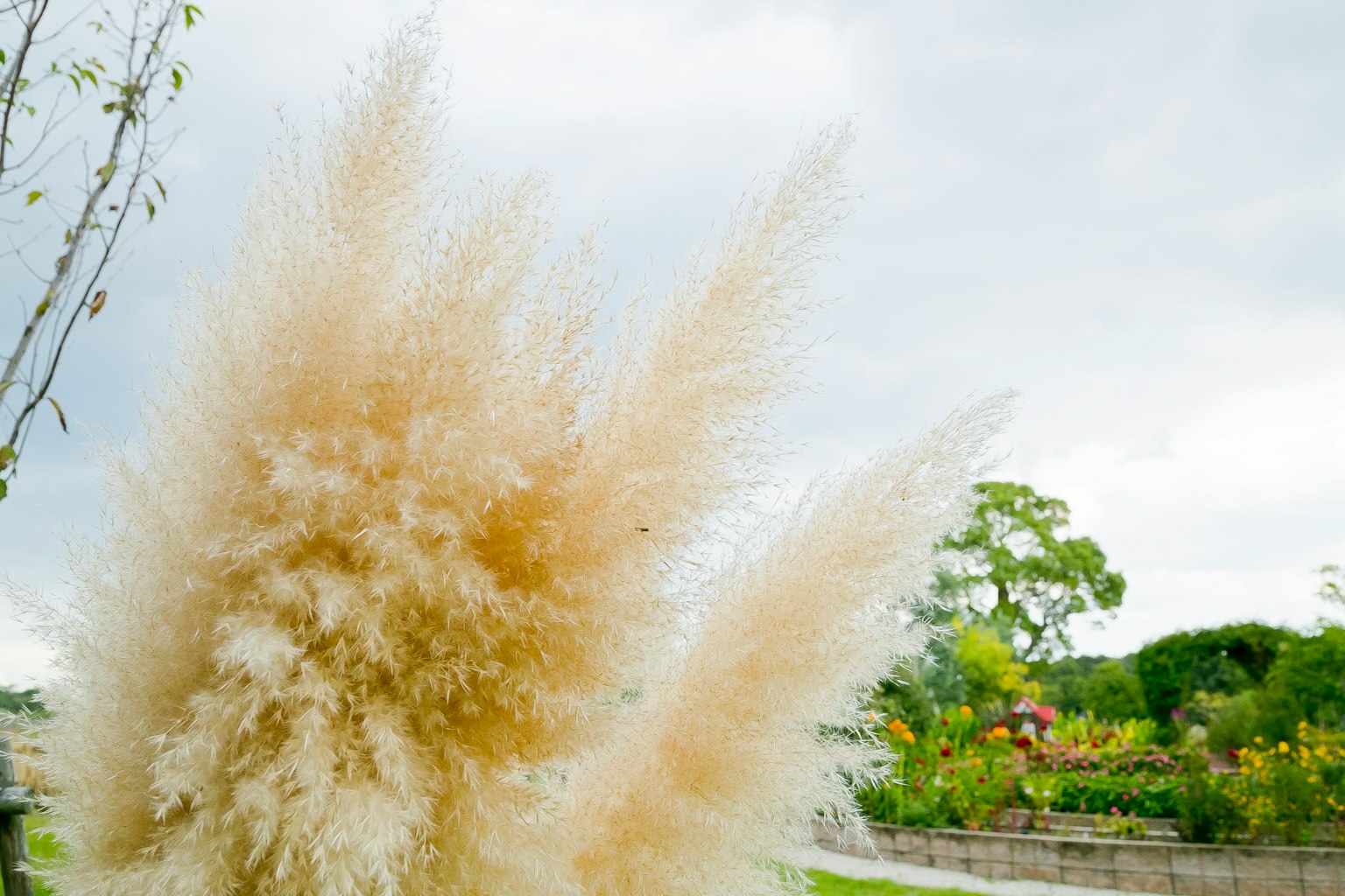 Soft-colored pampas grass swaying in the wind