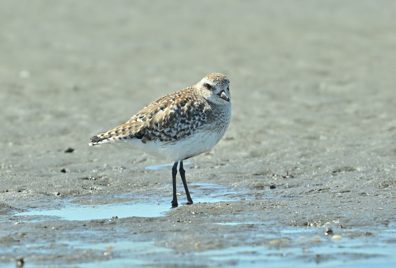 Un piccolo uccello in piedi sulla spiaggia di sabbia