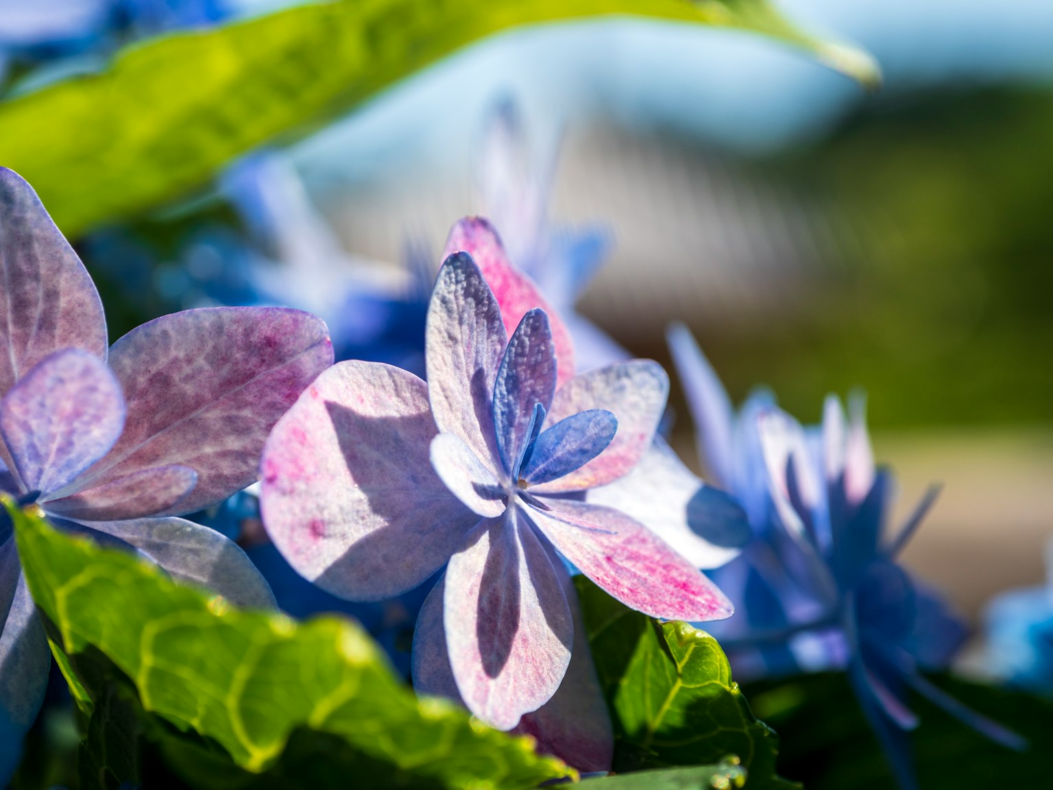 Acercamiento de hermosas flores azul-violeta y hojas verdes