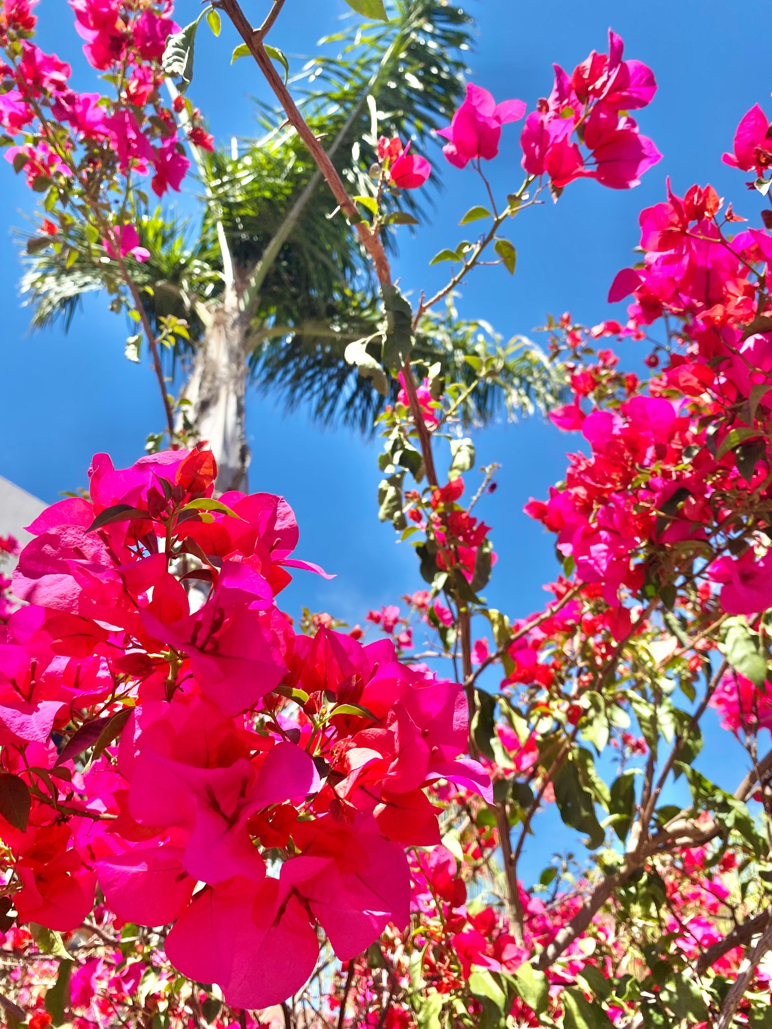 Fiori di bougainvillea rosa vivaci che fioriscono sotto un cielo blu