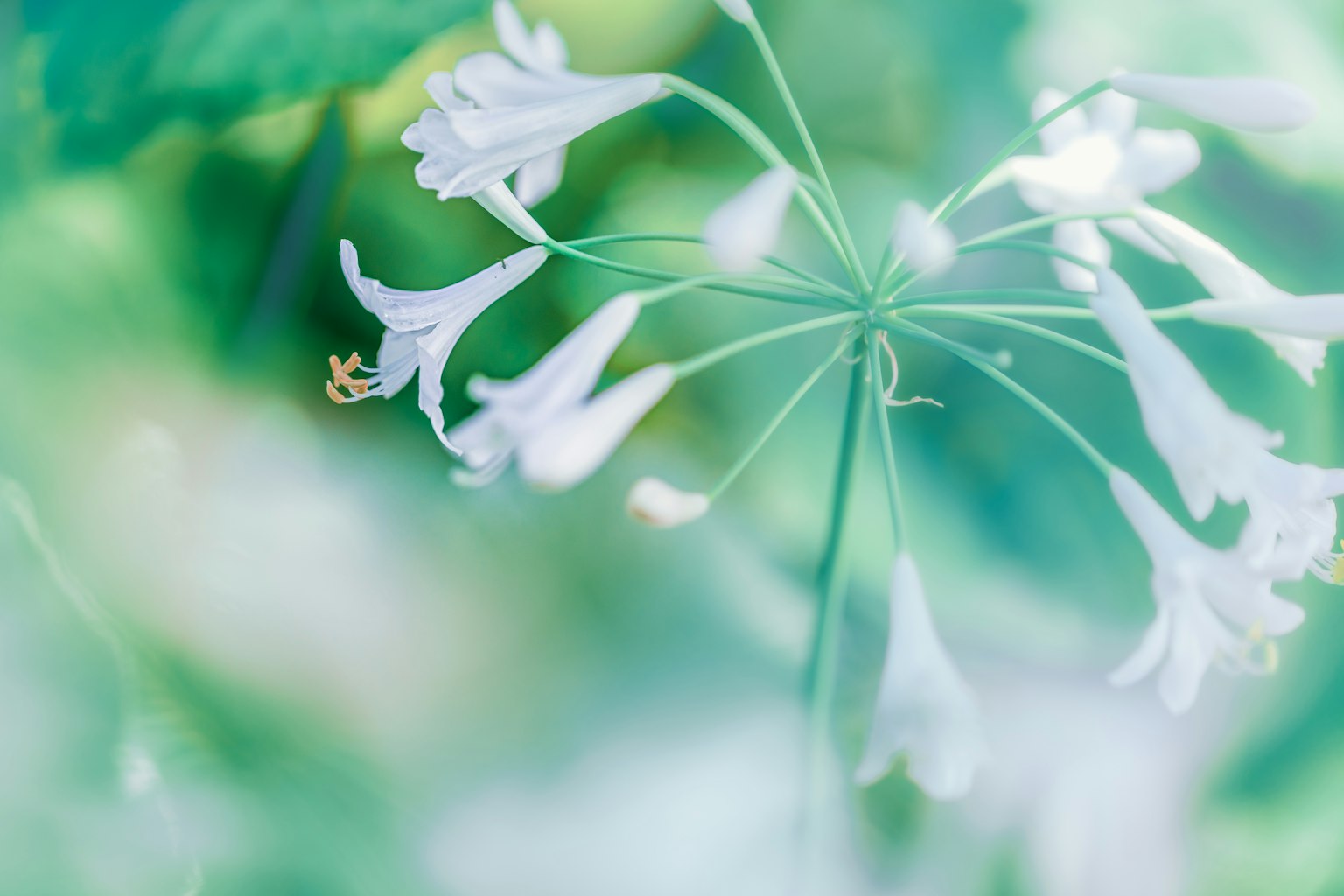 Zarte weiße Blumen vor einem sanften grünen Hintergrund