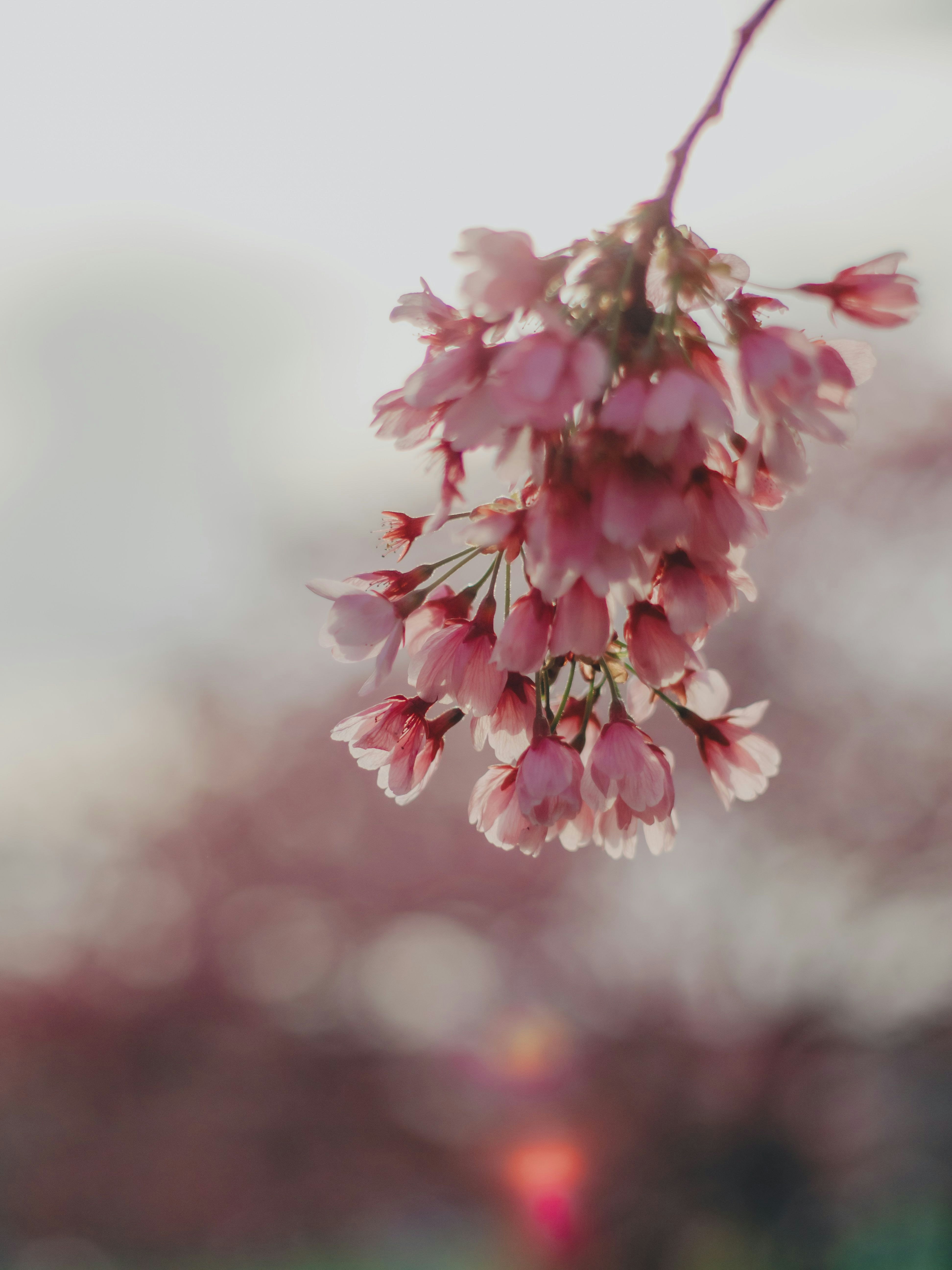 ピンクの桜の花びらがふわっと咲くマクロ背景
