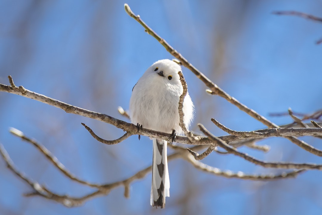 A white bird perched on a branch under a blue sky
