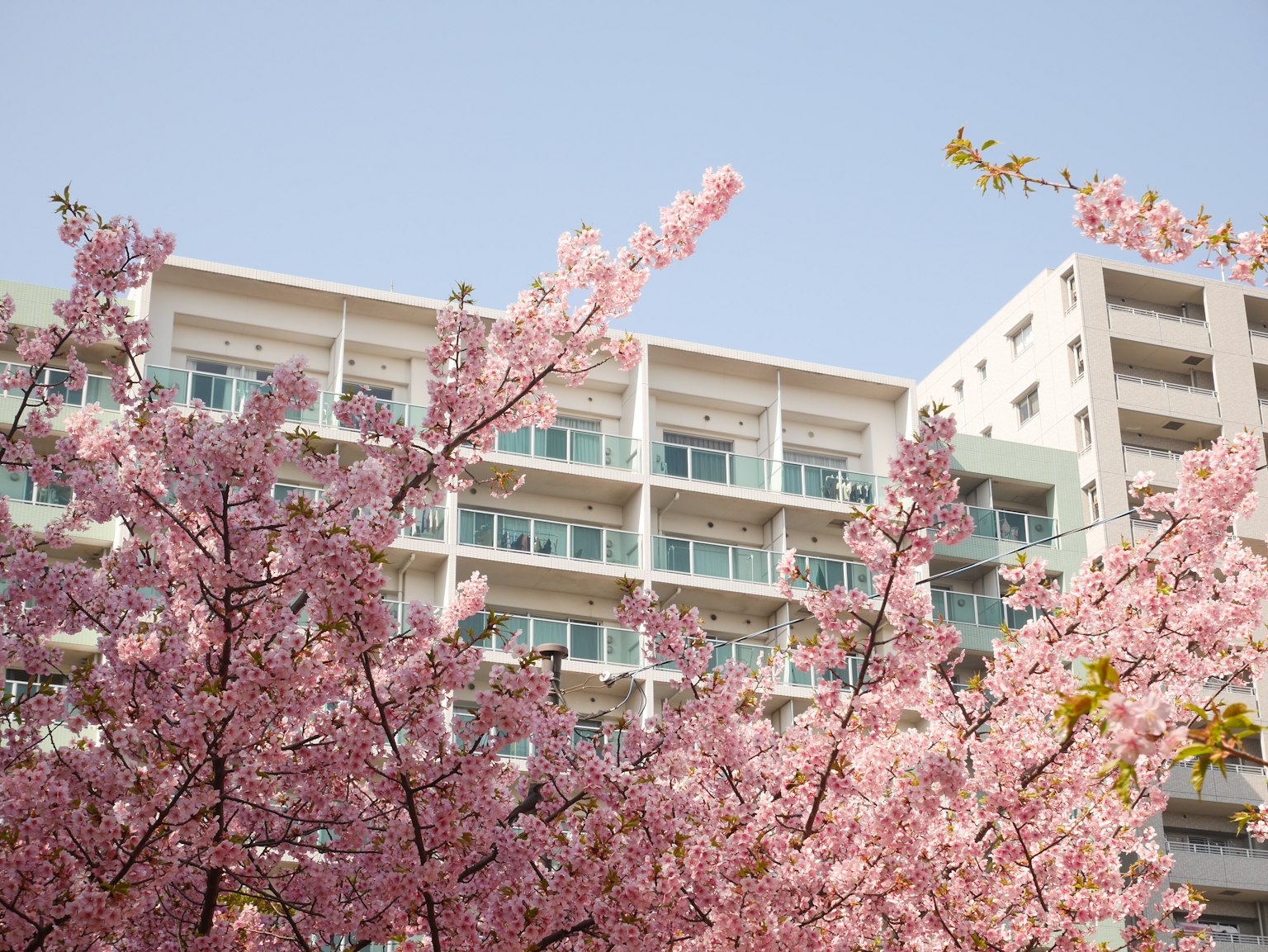 Cherry blossom trees in front of an apartment building