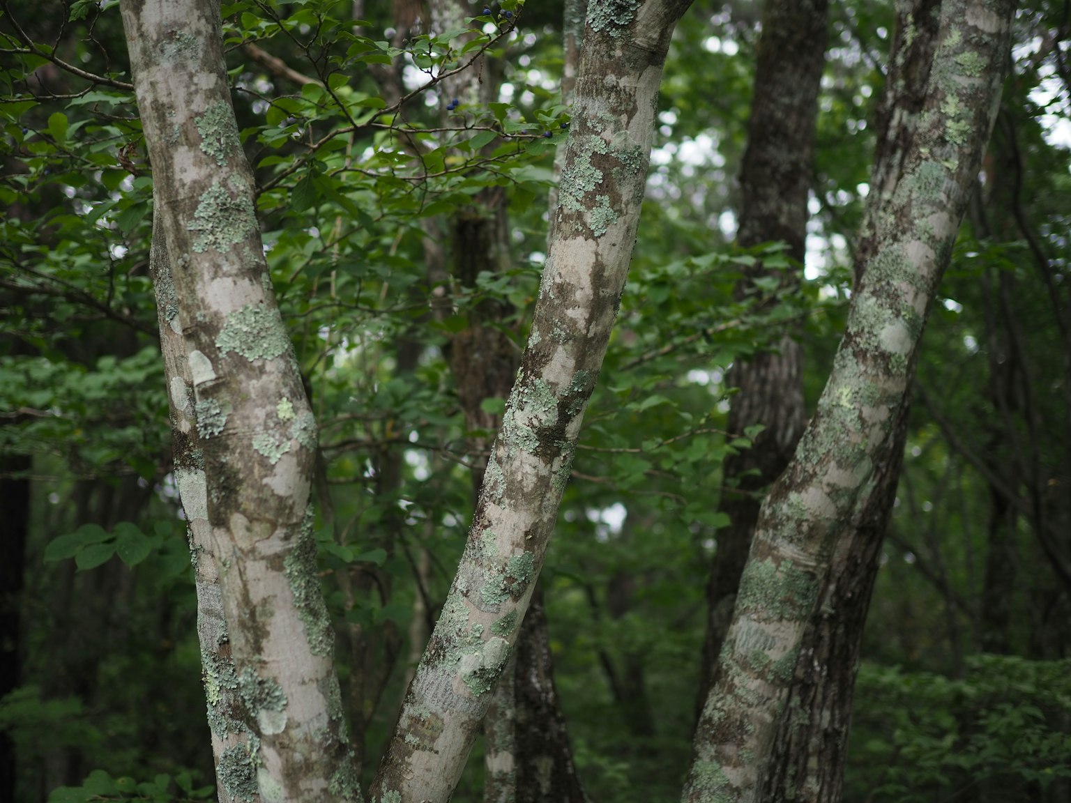 V-förmige Baumstämme in einem üppigen grünen Wald