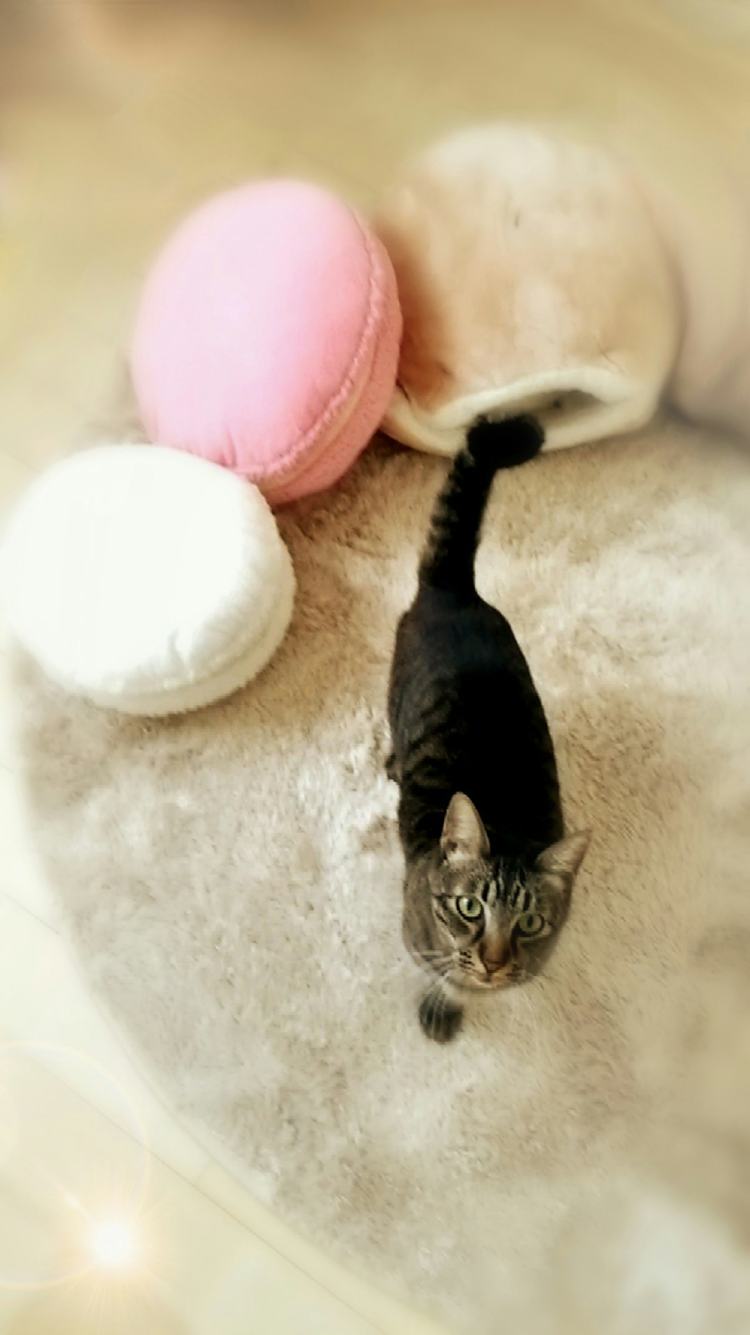 Un chat noir marchant sur un tapis moelleux entouré de grands coussins en forme de macaron