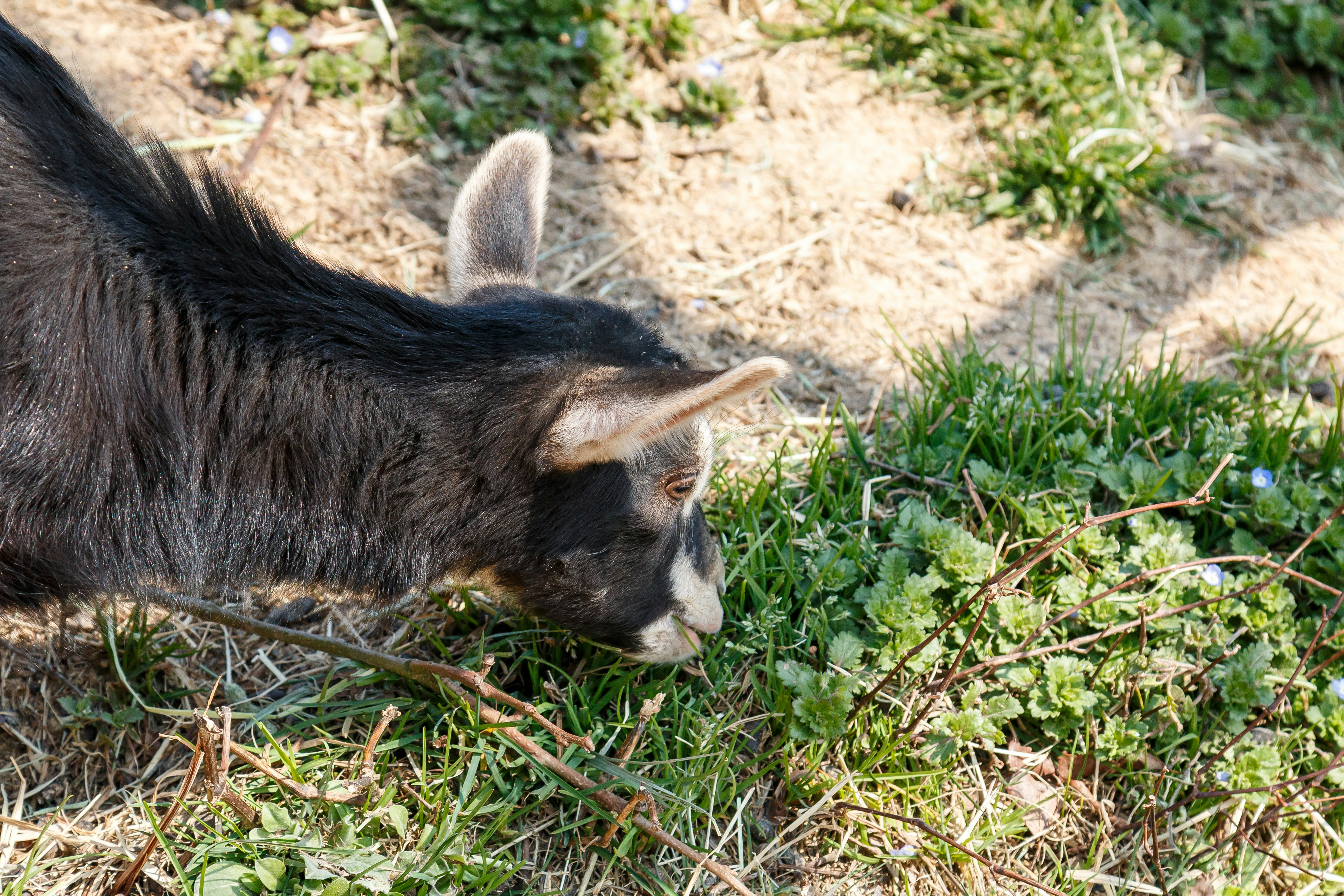 動物園の草地で草を食べるヤギ