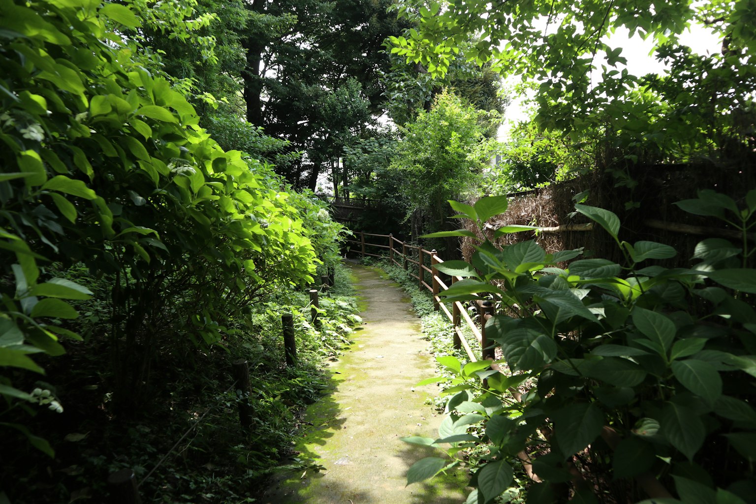 Ein üppiger Weg umgeben von Grün und Bäumen