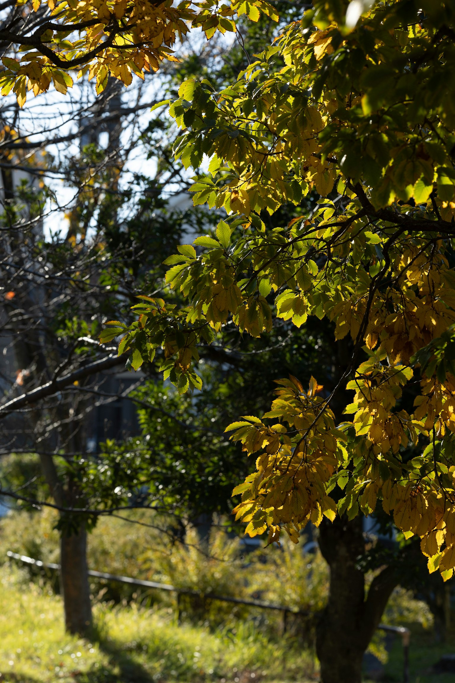 Scène de parc avec des feuilles d'automne de couleur jaune vif