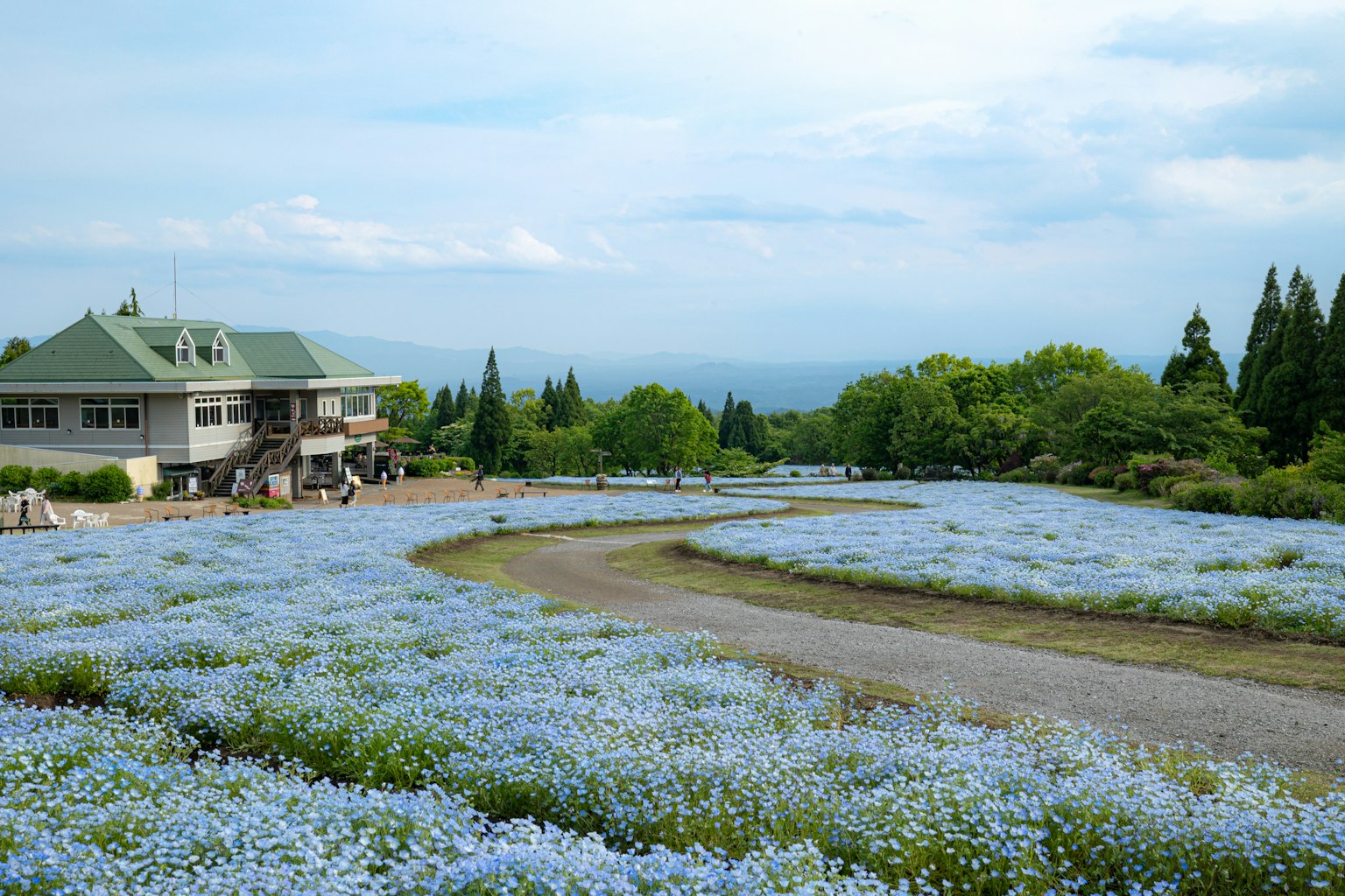 ทิวทัศน์ที่มีดอกไม้สีน้ำเงินและบ้านที่อยู่ท่ามกลางต้นไม้สีเขียว