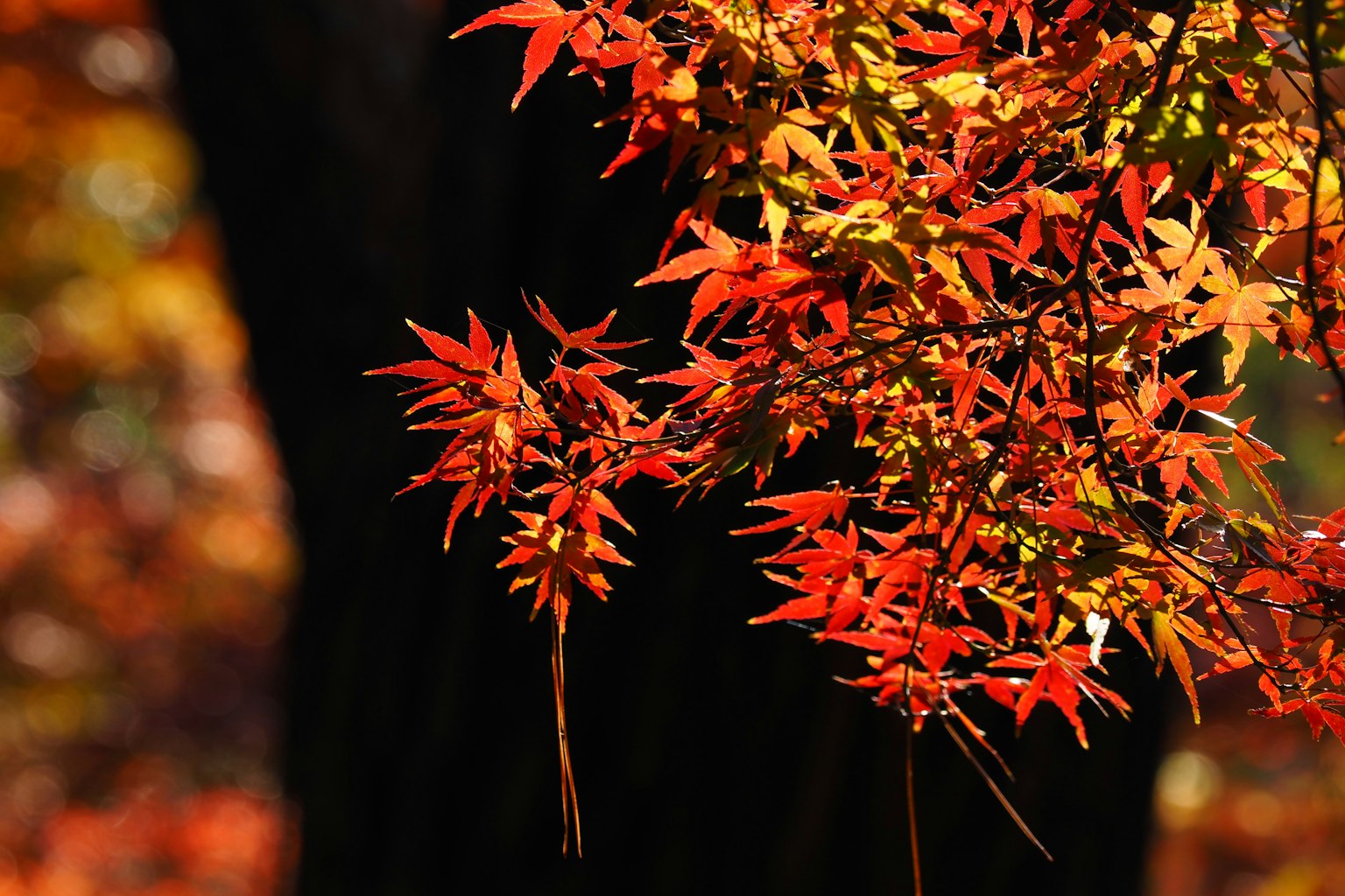 Feuilles d'érable rouges vives brillantes sous la lumière