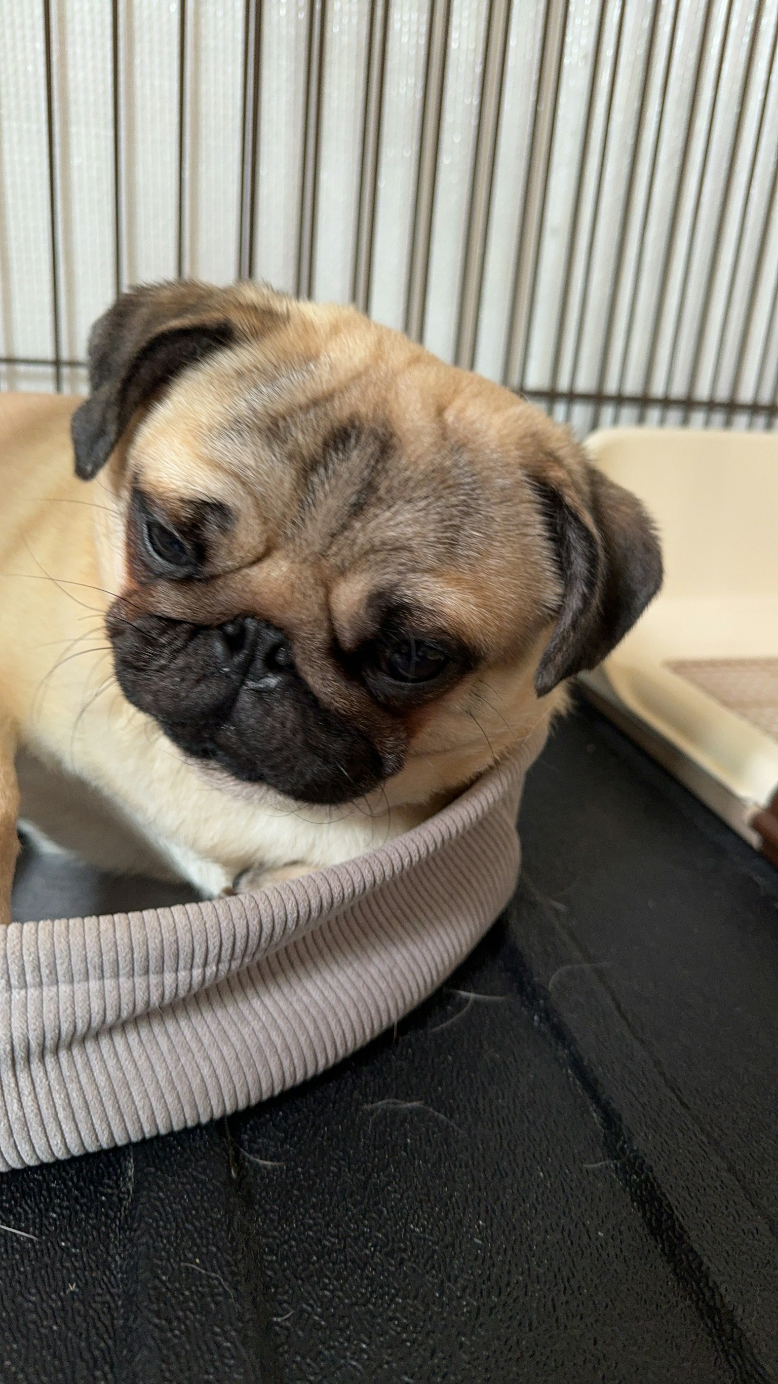 Một chú pug dễ thương đang nghỉ ngơi trên bề mặt mềm mại