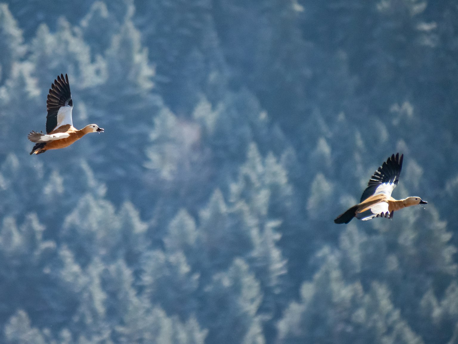Zwei Vögel fliegen vor einem blauen Hintergrund von Bäumen