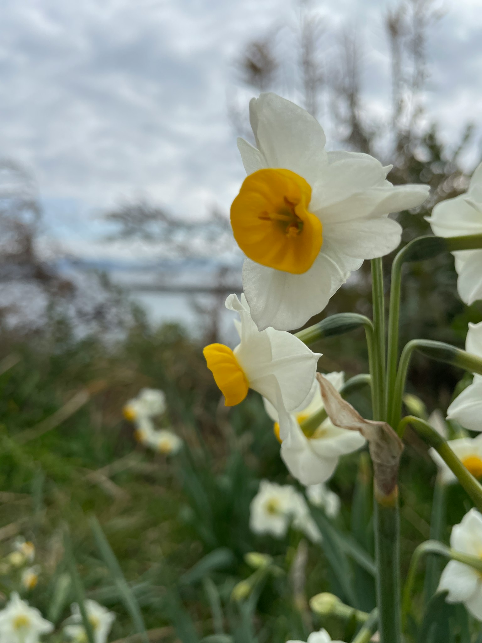 White daffodil flowers with yellow centers against a cloudy sky