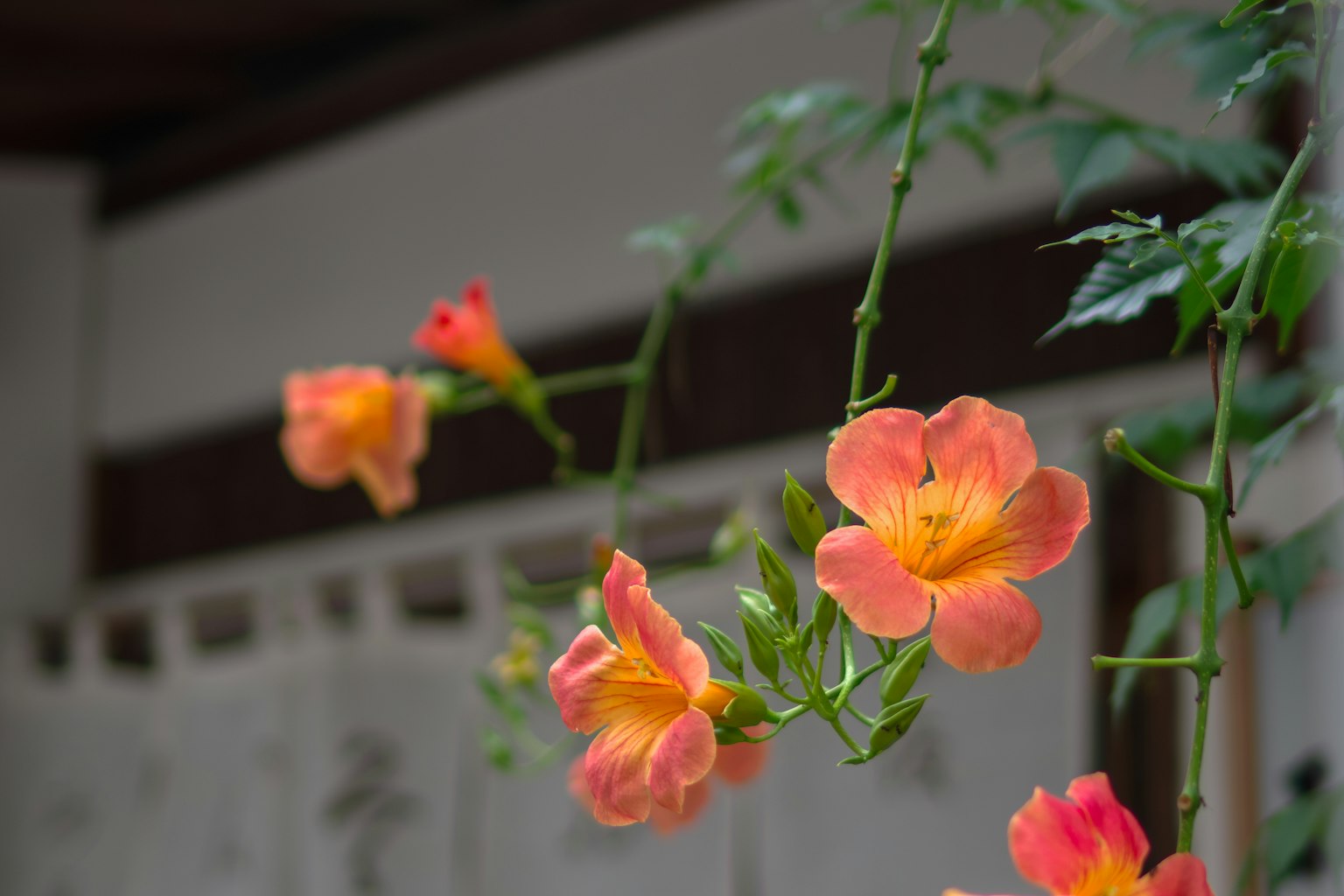 Primo piano di fiori arancioni e rosa su una vite con uno sfondo giapponese tradizionale