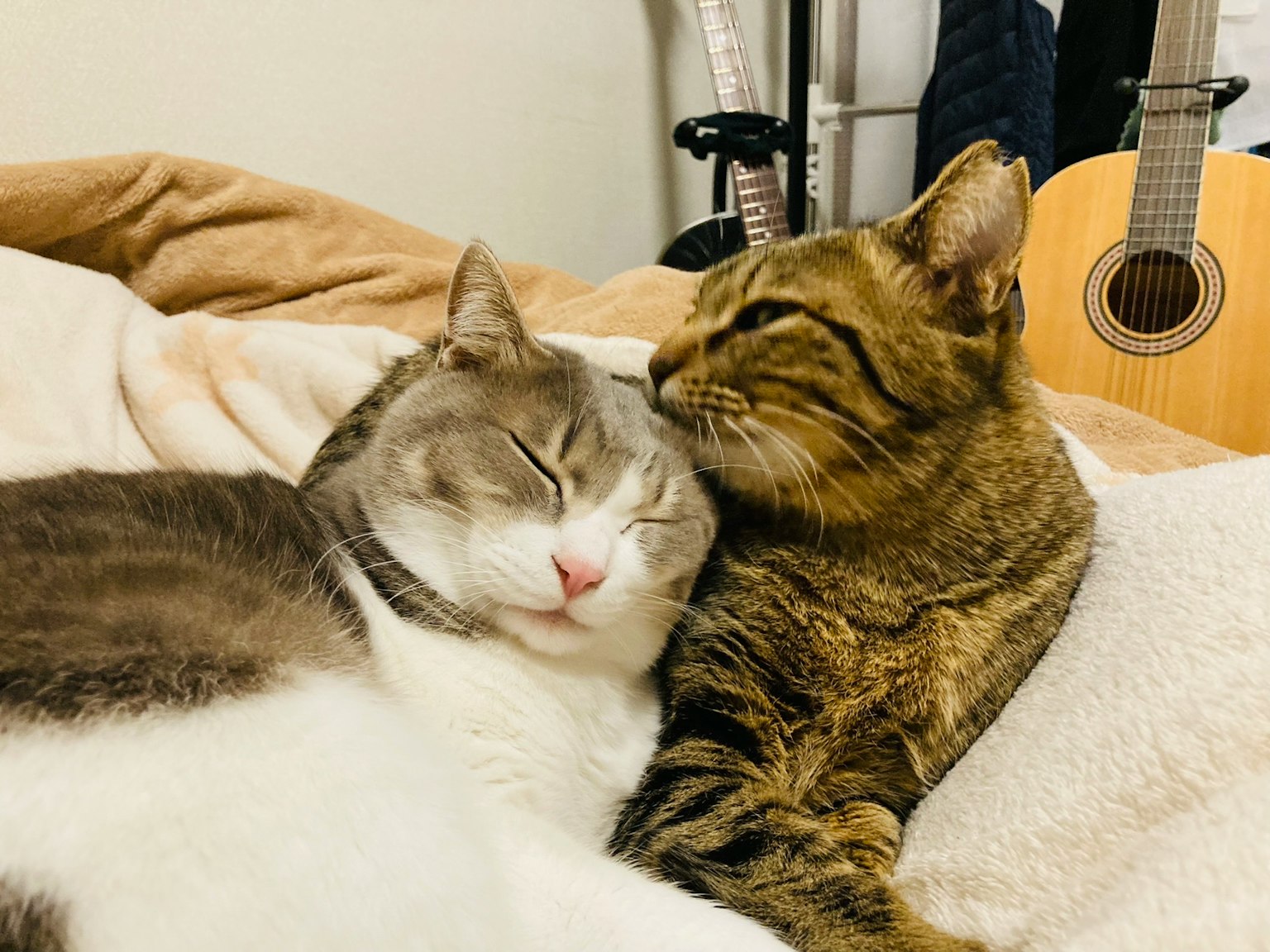 Due gatti che si abbracciano mentre dormono, un gatto grigio e bianco e un gatto tigrato marrone, chitarra visibile sullo sfondo