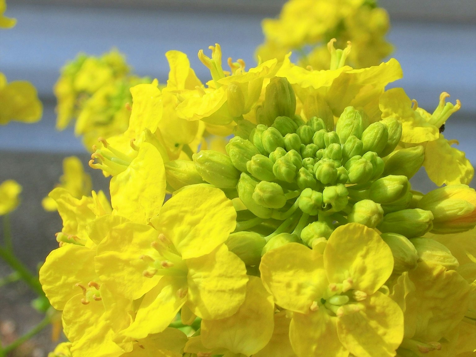 ภาพใกล้ชิดของดอกไม้สีเหลืองสดใสที่มีตูมสีเขียวอยู่ตรงกลาง