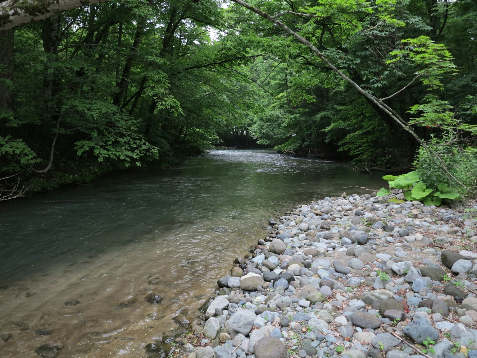 Pemandangan sungai tenang dikelilingi hutan hijau yang rimbun
