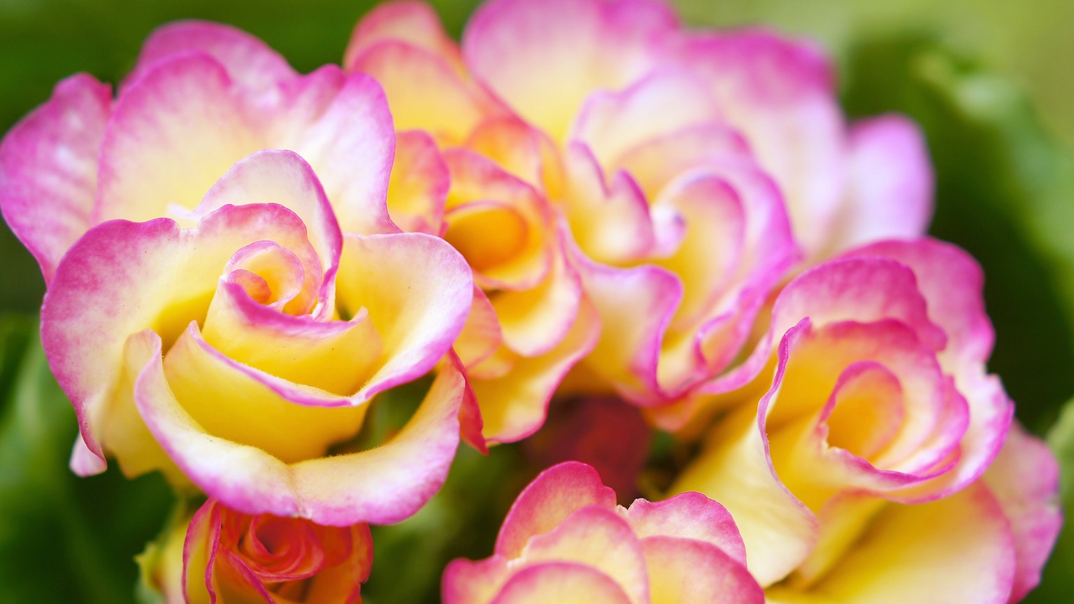 Petali di rosa sovrapposti di colore rosa e giallo