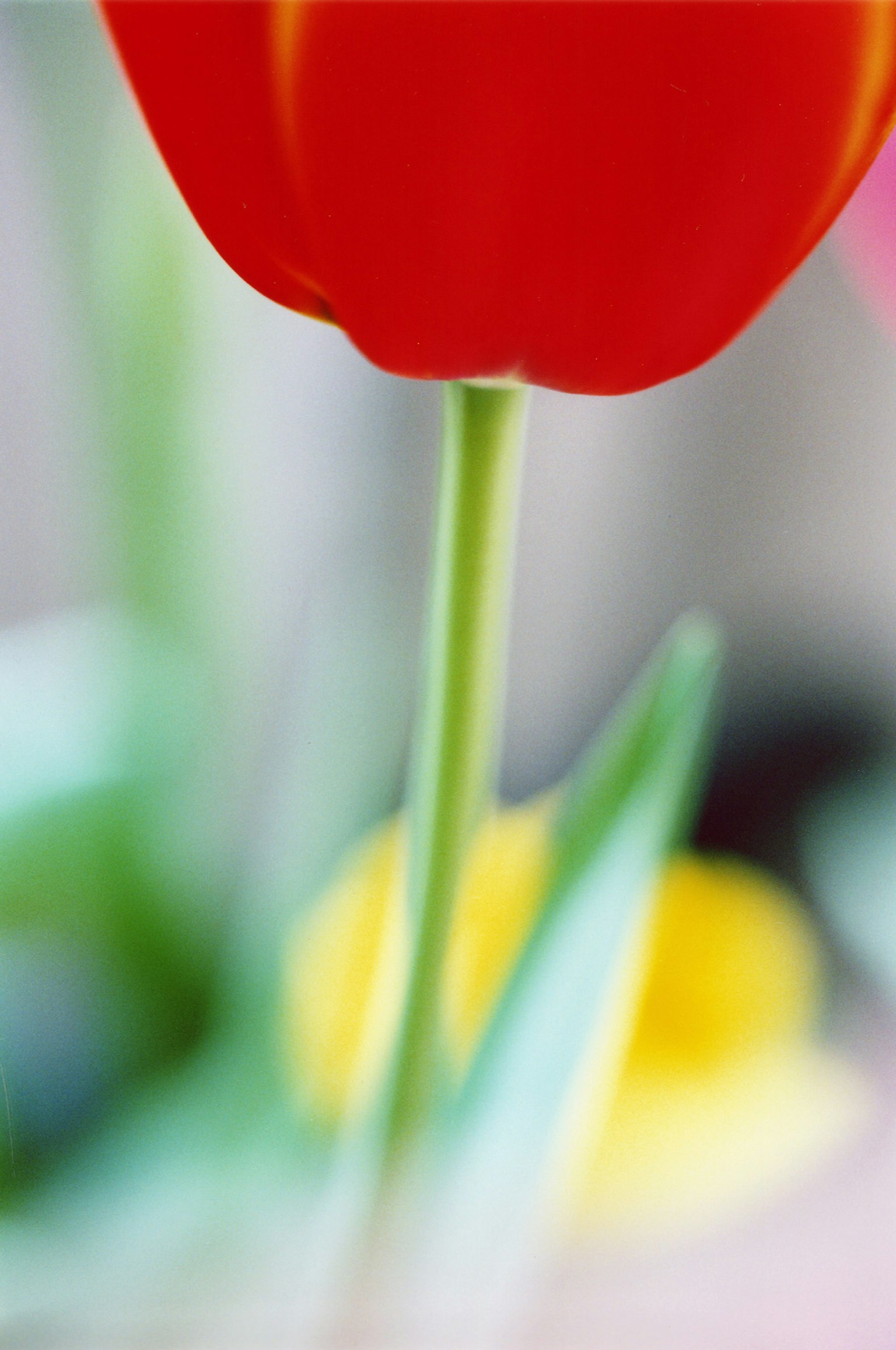 Gros plan d'une fleur de tulipe rouge avec une tige verte