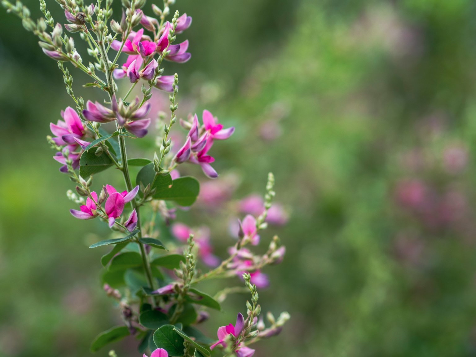 Acercamiento de flores moradas vibrantes contra un fondo verde