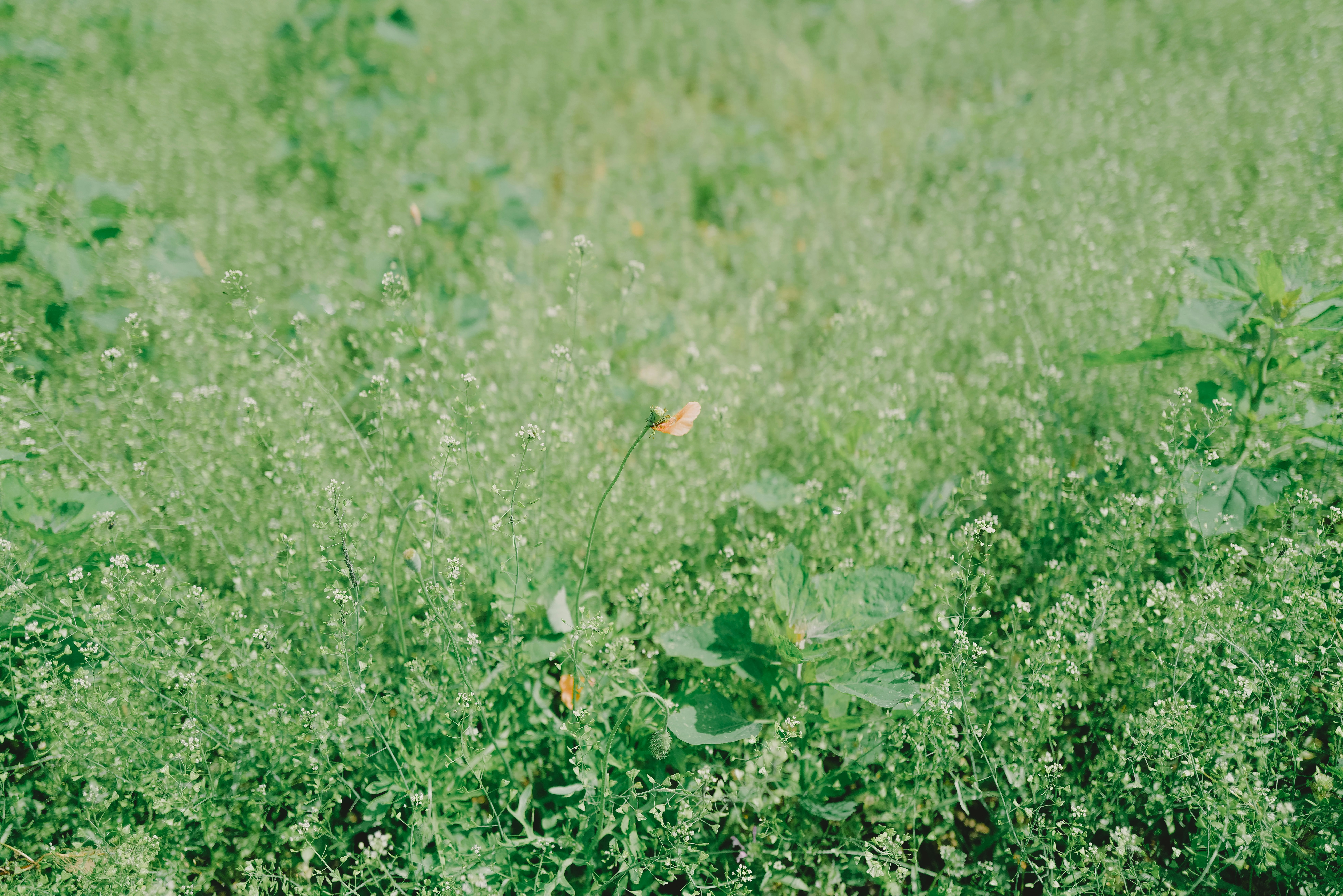 suelo natural con pequeñas flores y hojas esparcidas sobre el césped
