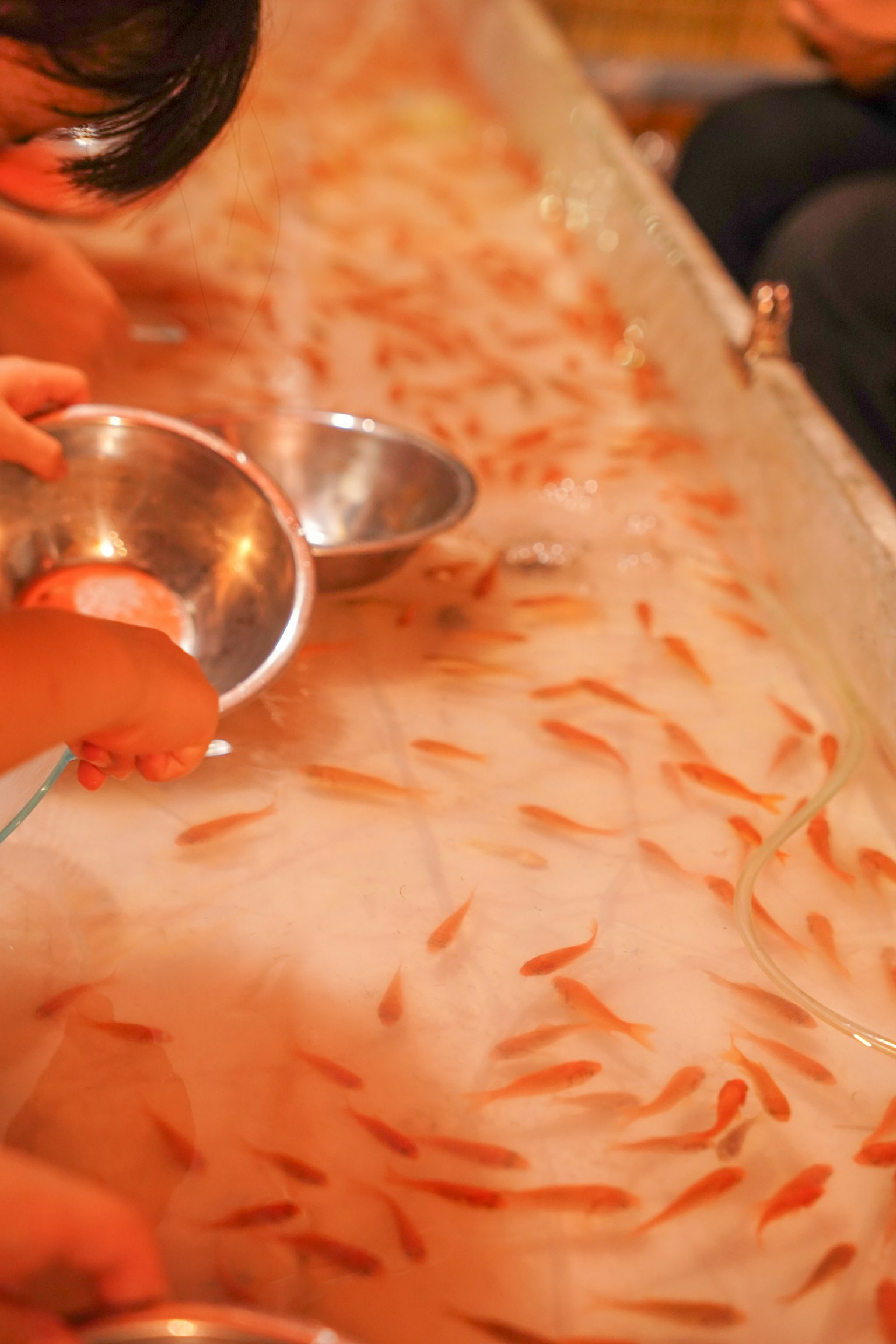 Children's hands holding bowls above a tank filled with small goldfish
