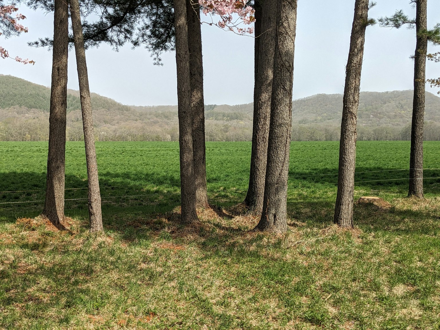 一組樹木與綠色草地和背景山脈