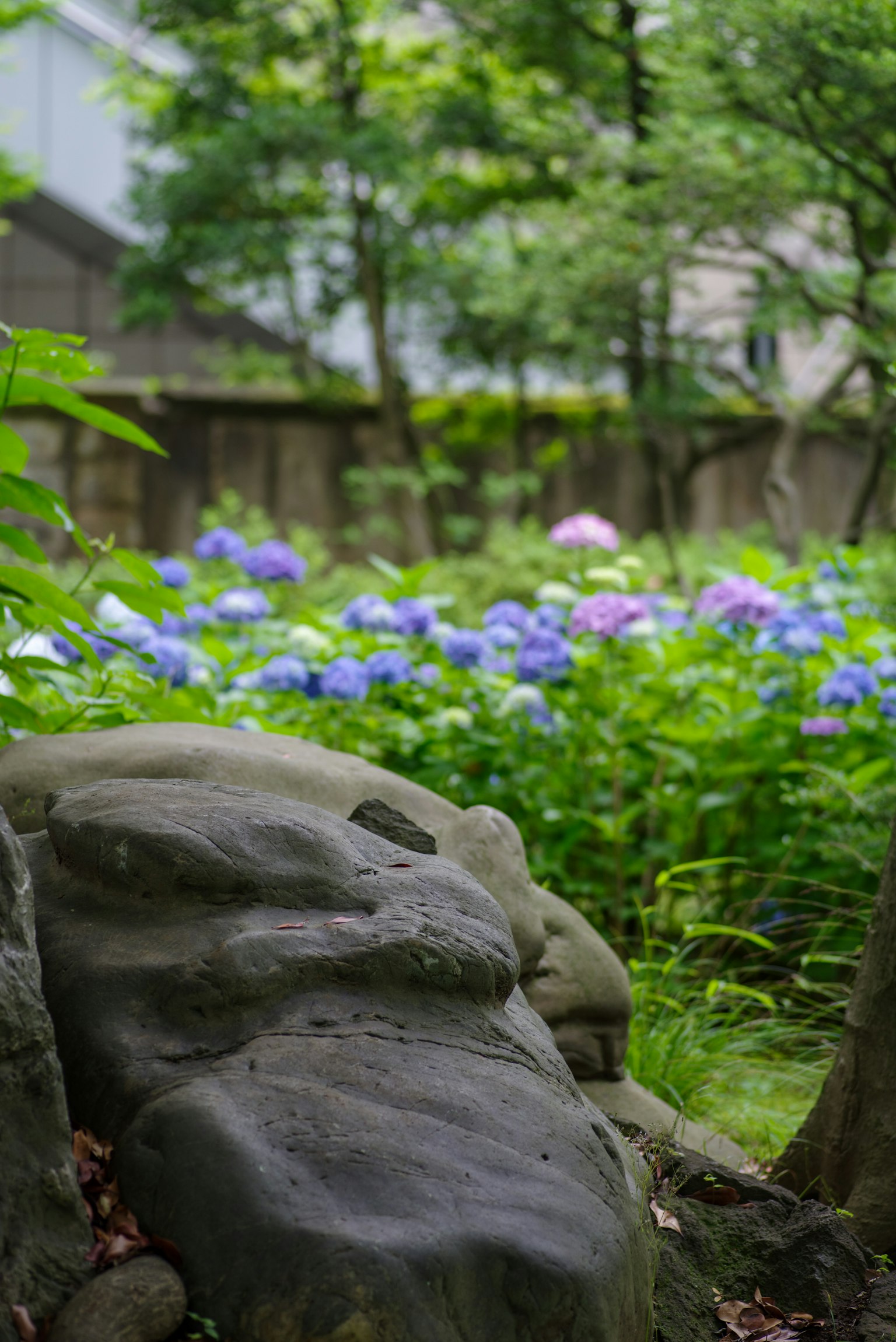 Pietra in un giardino verde con ortensie viola e blu